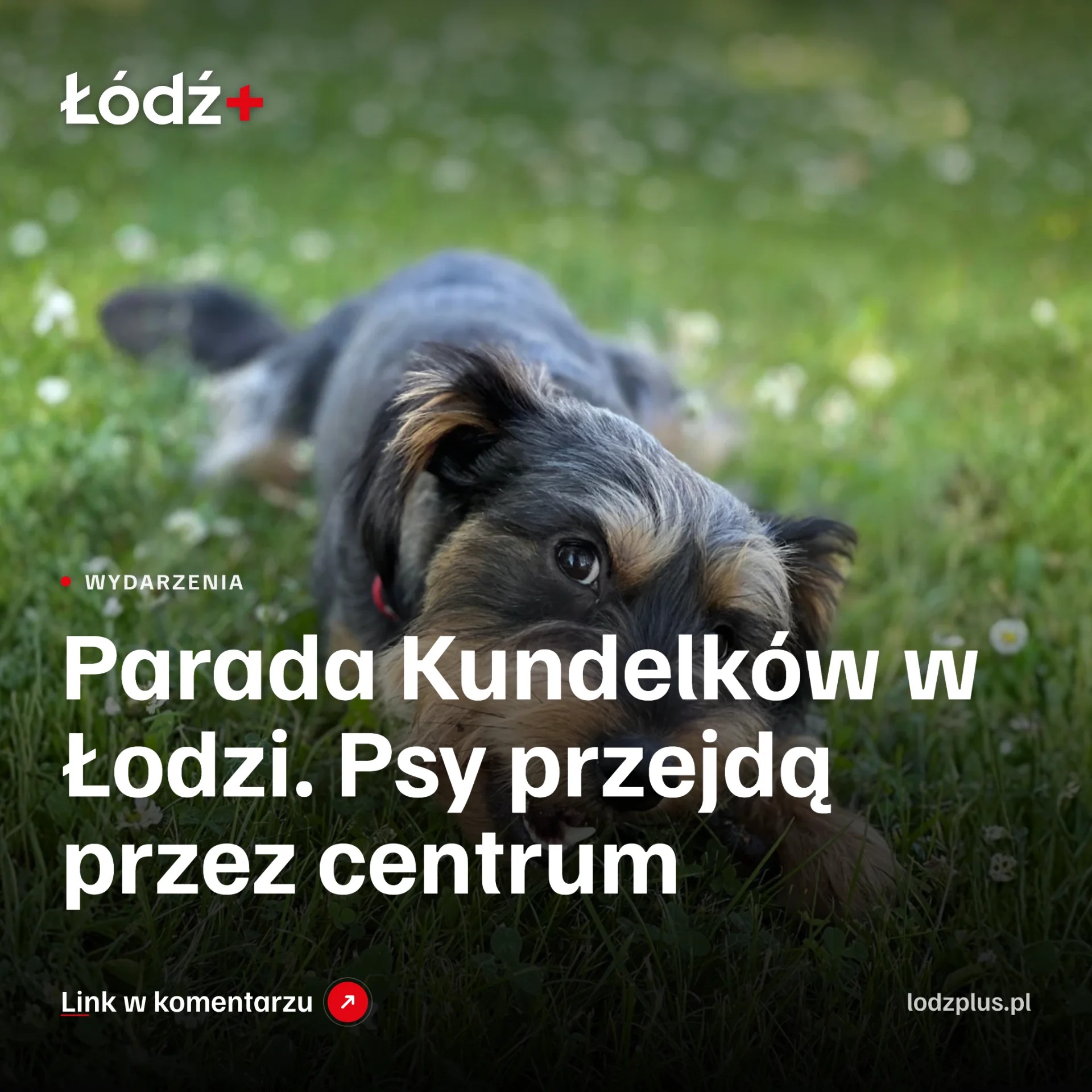 Parada Kundelków w Łodzi. Psy przejdą przez centrum episode artwork