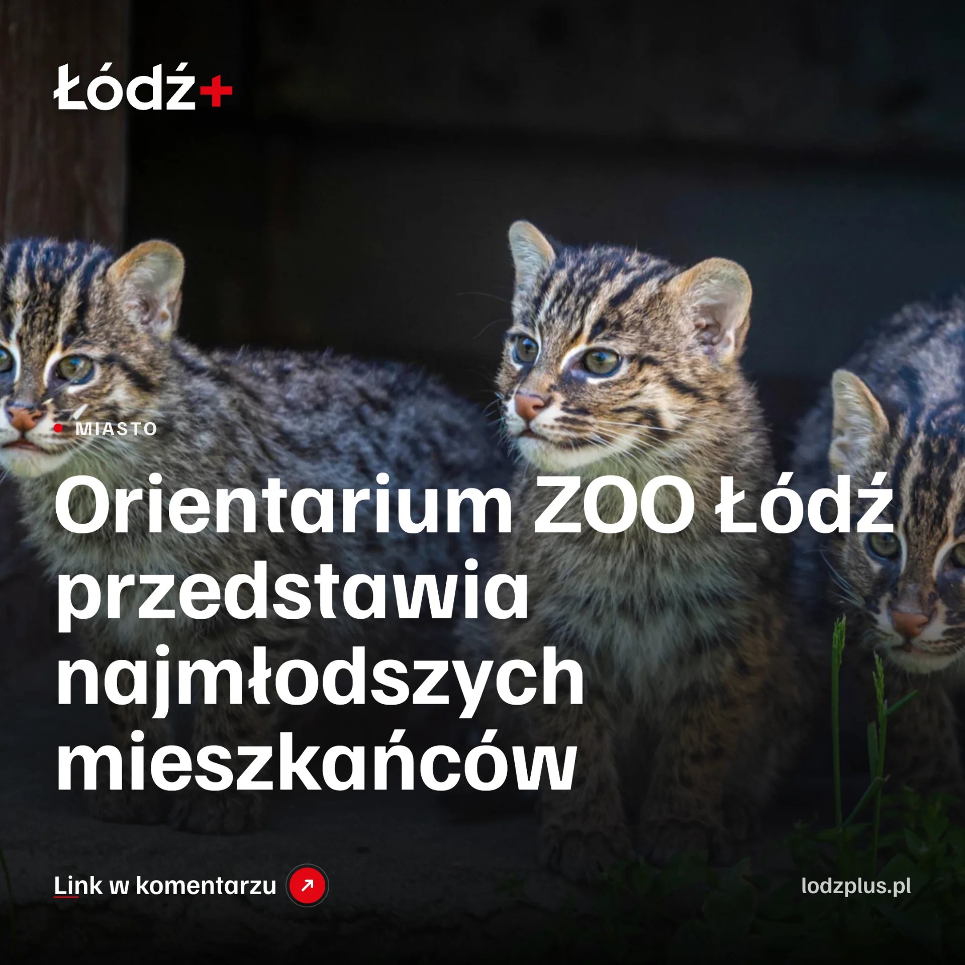 Orientarium ZOO Łódź przedstawia najmłodszych mieszkańców episode artwork