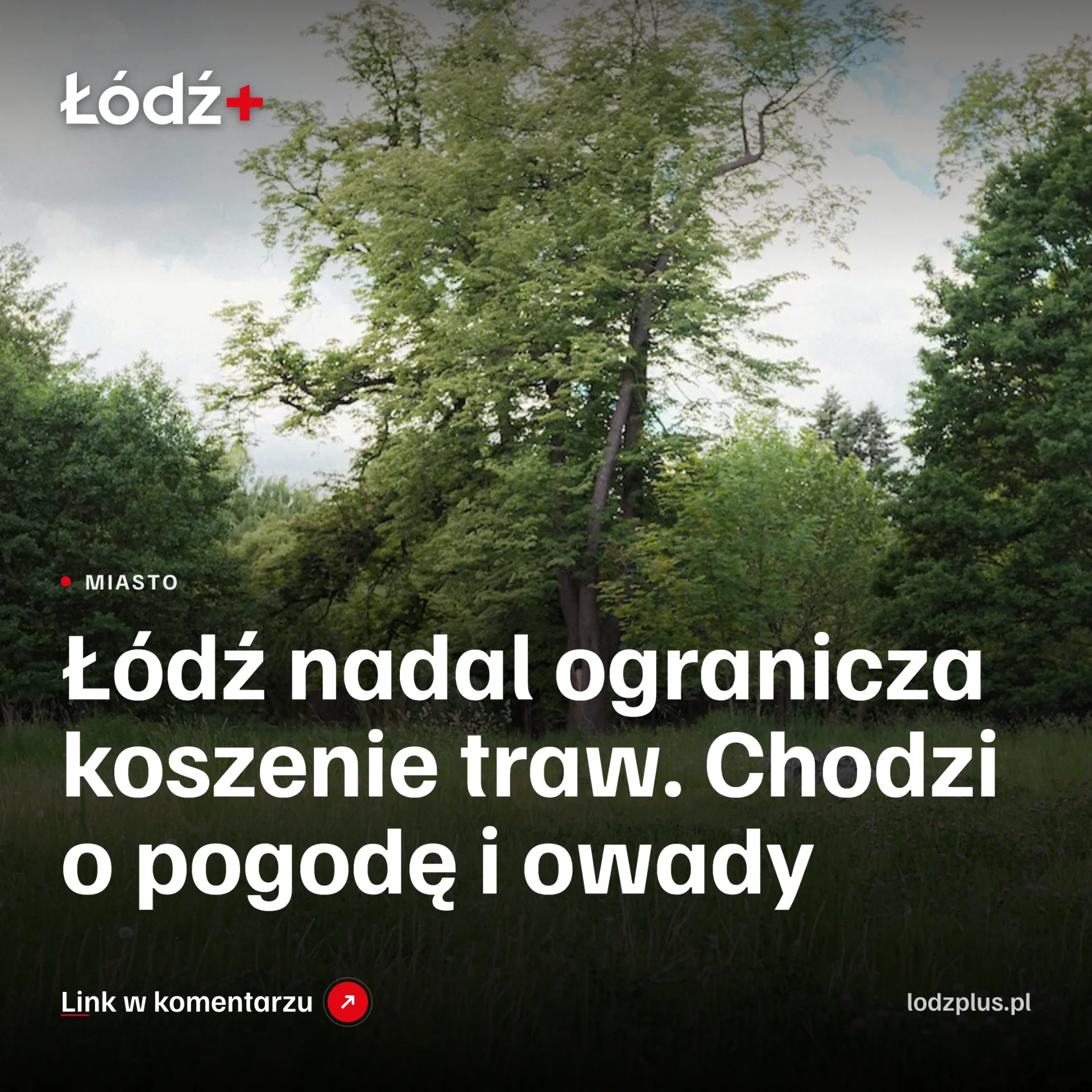 Łódź nadal ogranicza koszenie traw. Chodzi o pogodę i owady episode artwork