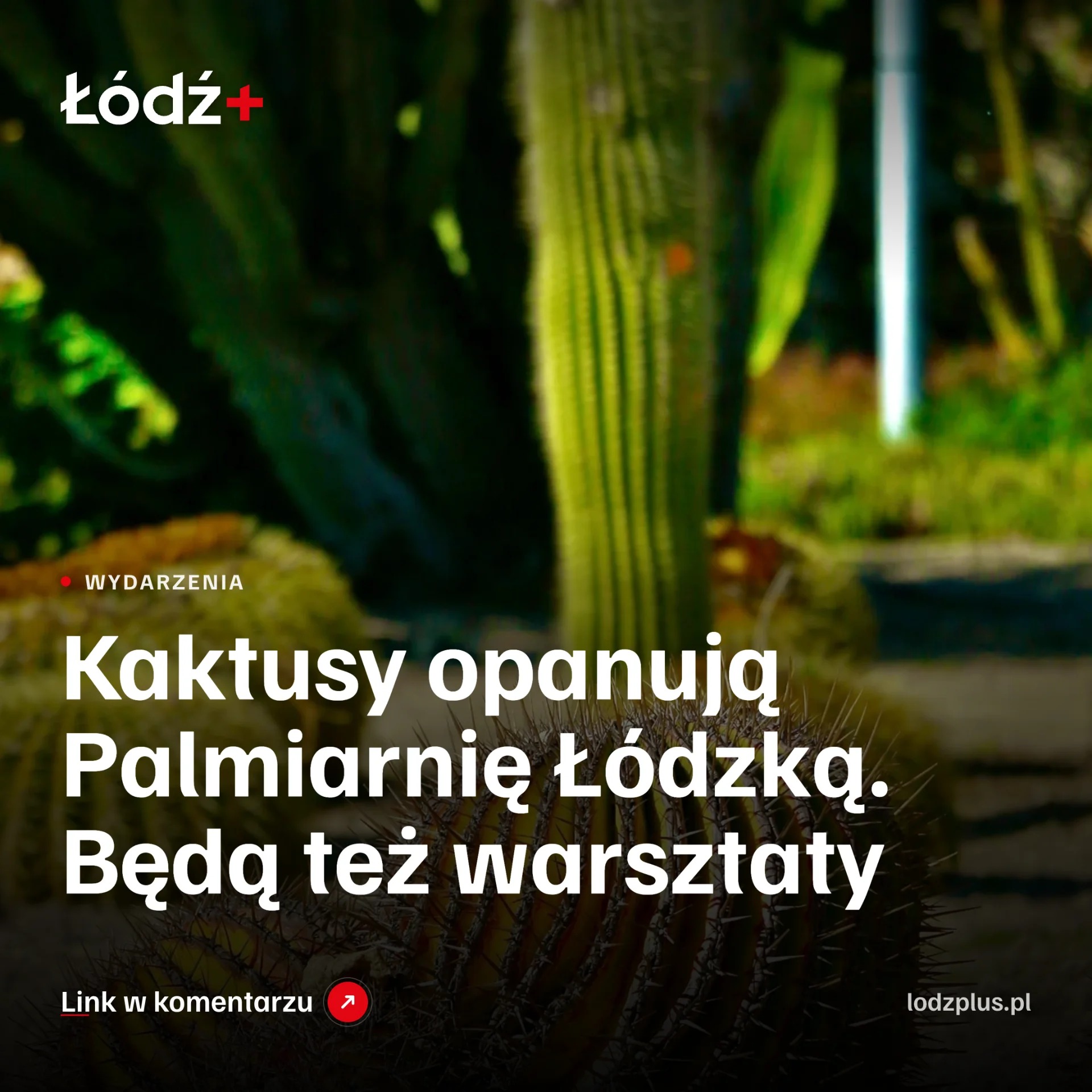 Kaktusy opanują Palmiarnię Łódzką. Będą też warsztaty episode artwork
