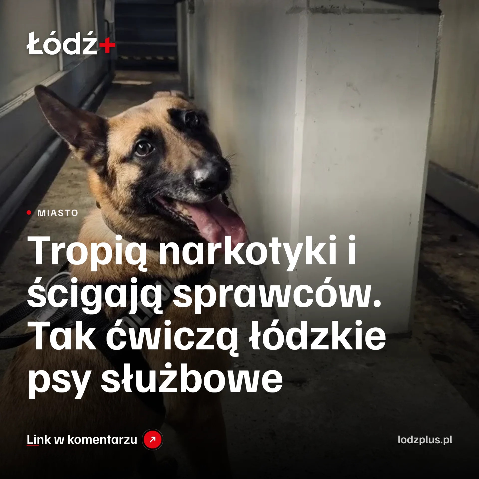Tropią narkotyki i ścigają sprawców. Tak ćwiczą łódzkie psy służbowe episode artwork
