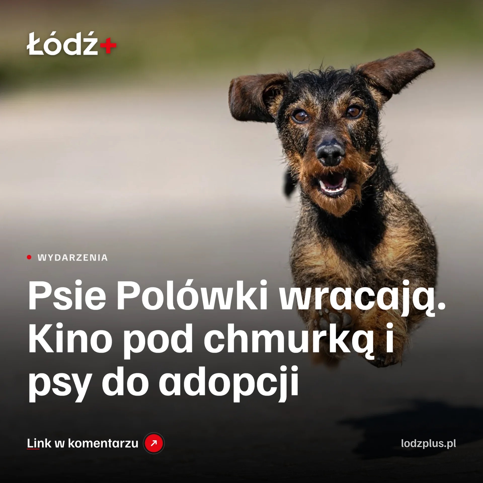 Psie Polówki wracają. Kino pod chmurką i psy do adopcji episode artwork