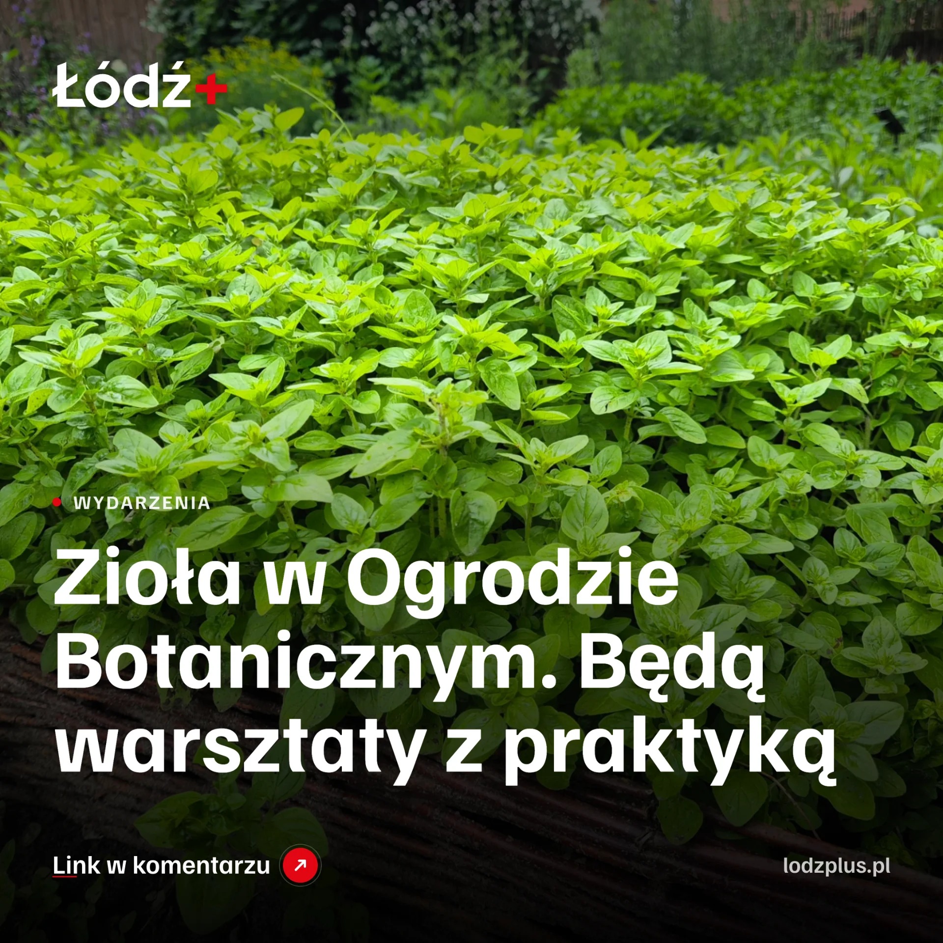 Zioła w Ogrodzie Botanicznym. Będą warsztaty z praktyką episode artwork