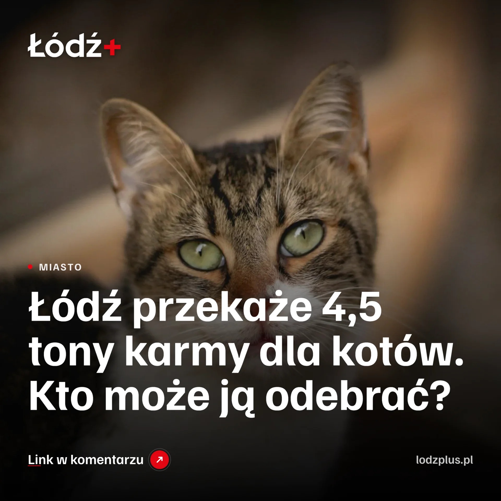 Łódź przekaże 4,5 tony karmy dla kotów. Kto może ją odebrać? episode artwork