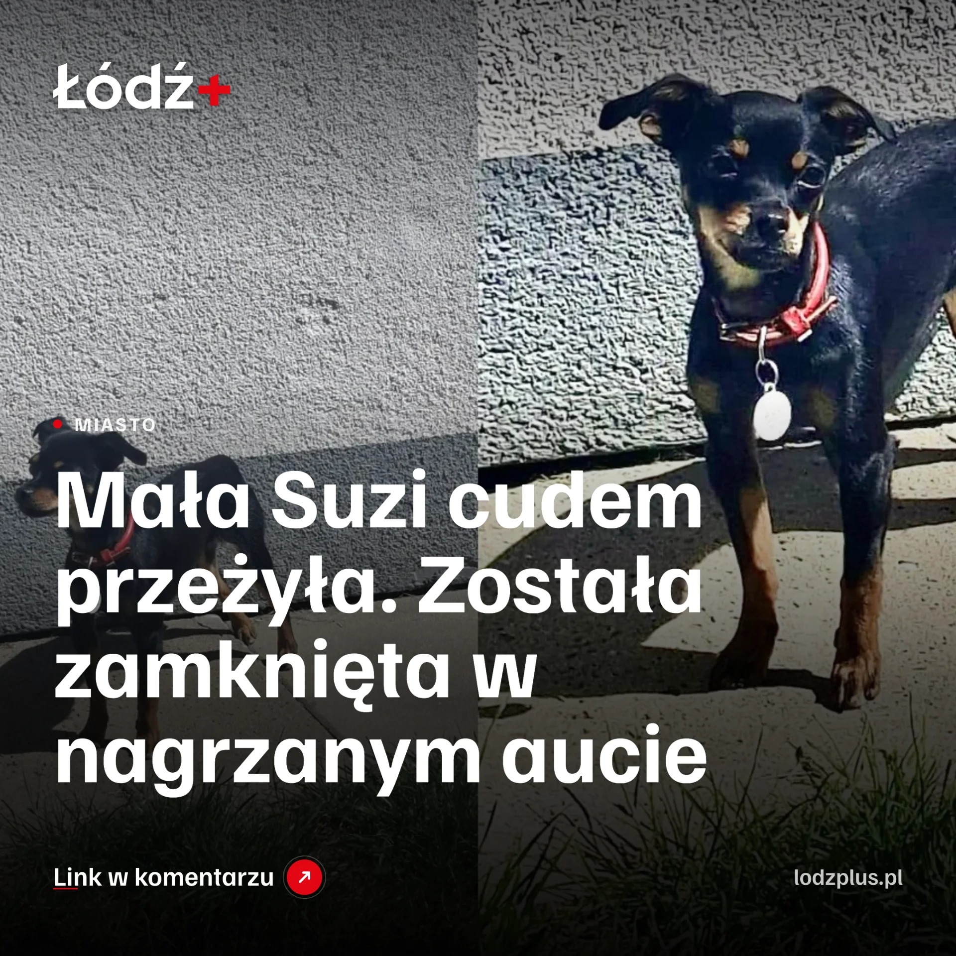 Mała Suzi cudem przeżyła. Została zamknięta w nagrzanym aucie episode artwork