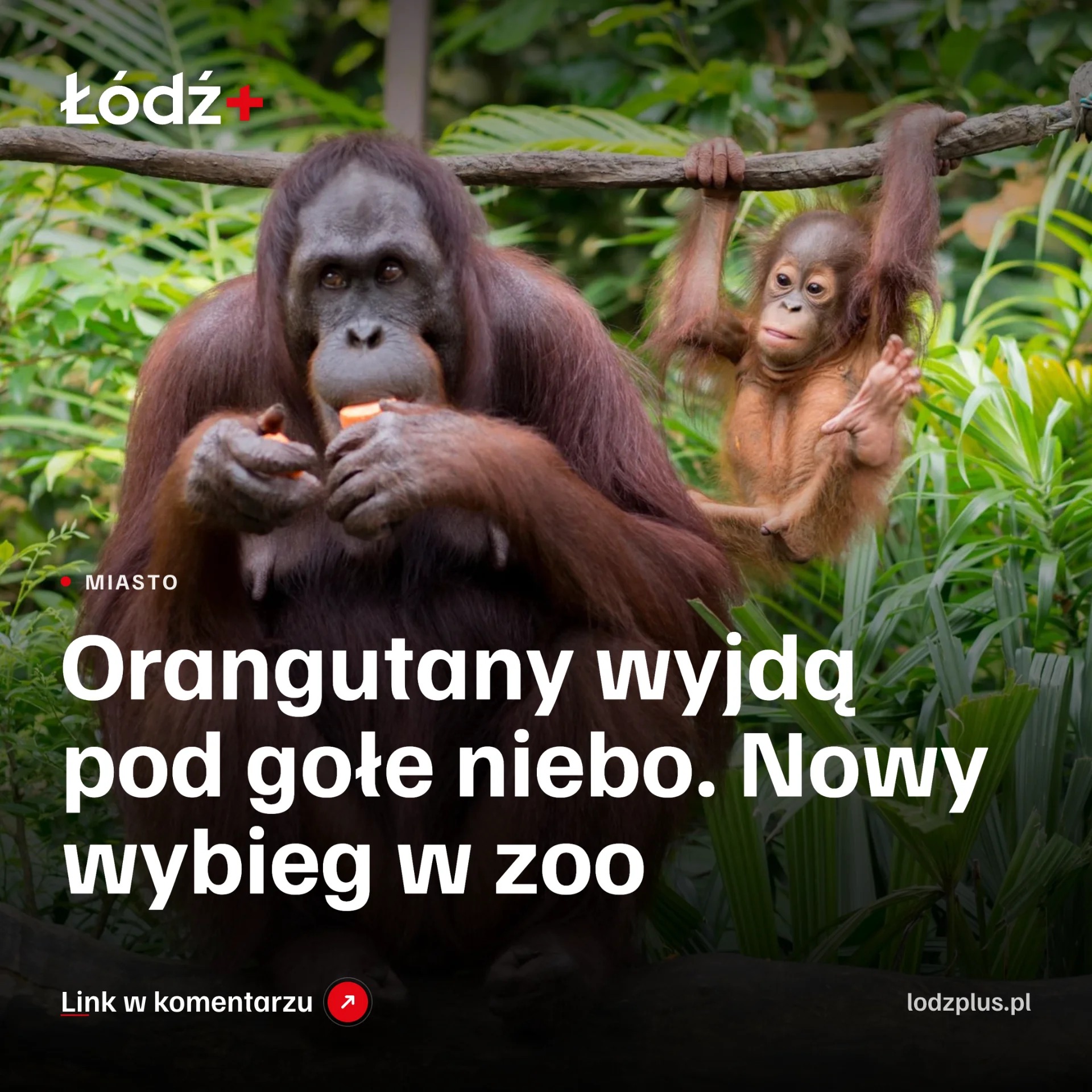Orangutany wyjdą pod gołe niebo. Nowy wybieg w zoo episode artwork