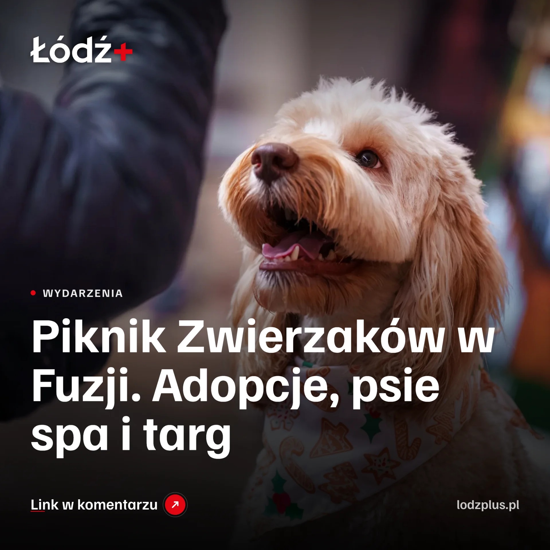 Piknik Zwierzaków w Fuzji. Adopcje, psie spa i targ episode artwork