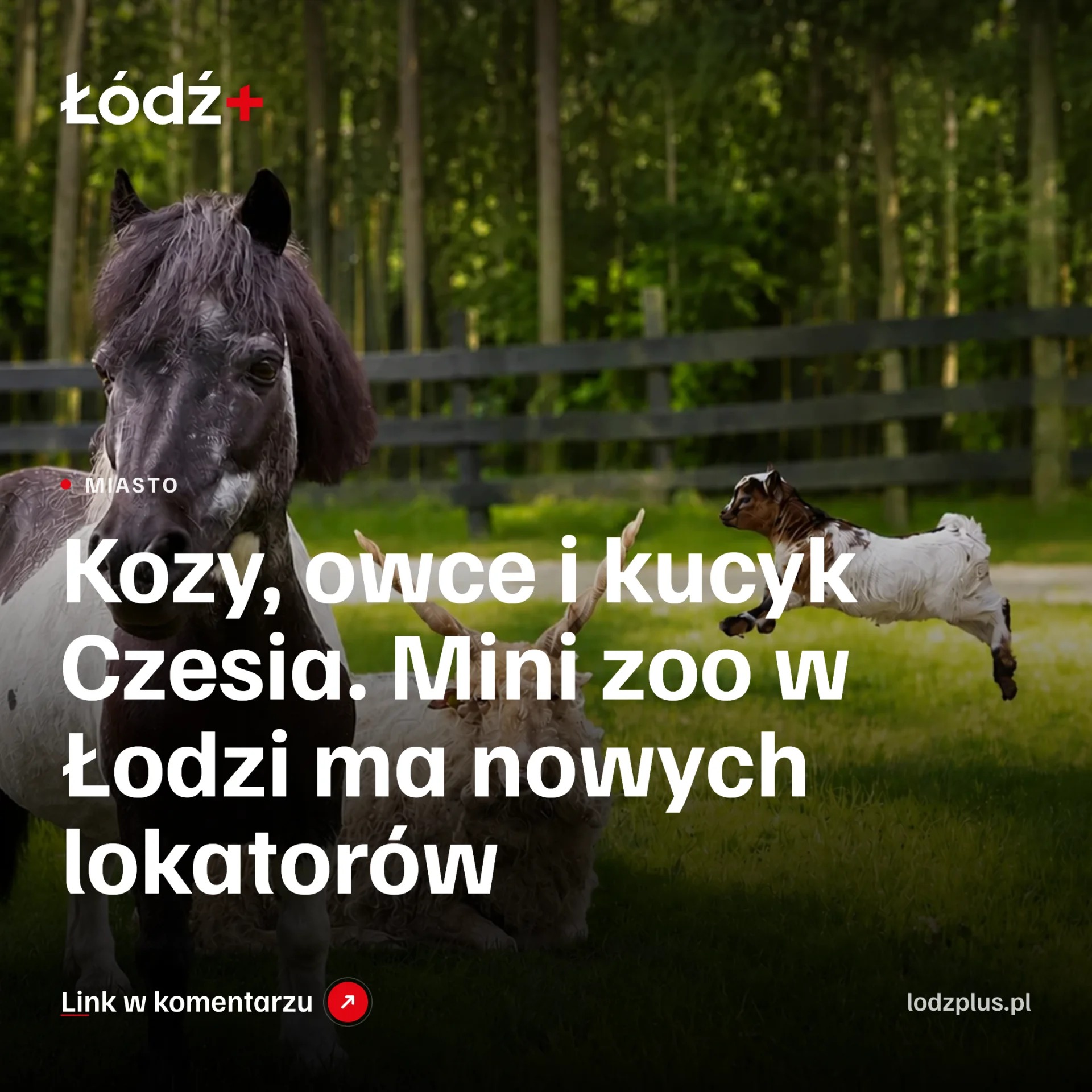 Kozy, owce i kucyk Czesia. Mini zoo w Łodzi ma nowych lokatorów episode artwork
