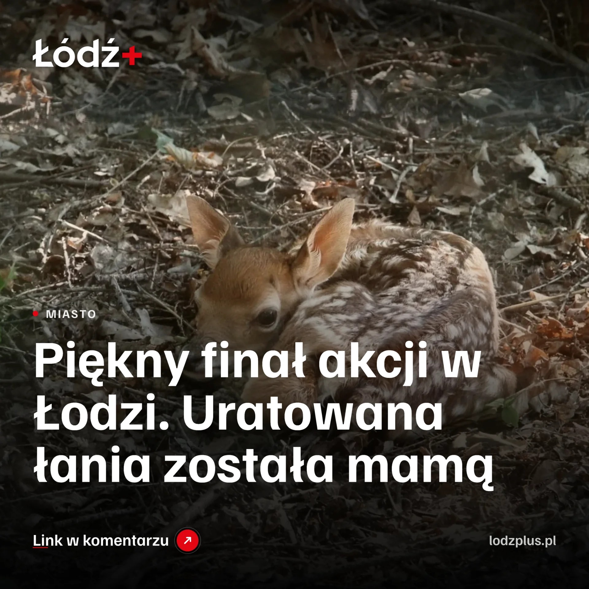 Piękny finał akcji w Łodzi. Uratowana łania została mamą episode artwork