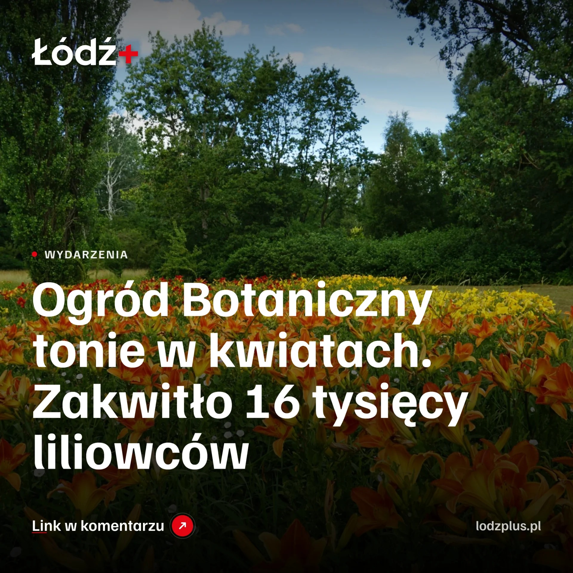 Ogród Botaniczny tonie w kwiatach. Zakwitło 16 tysięcy liliowców episode artwork