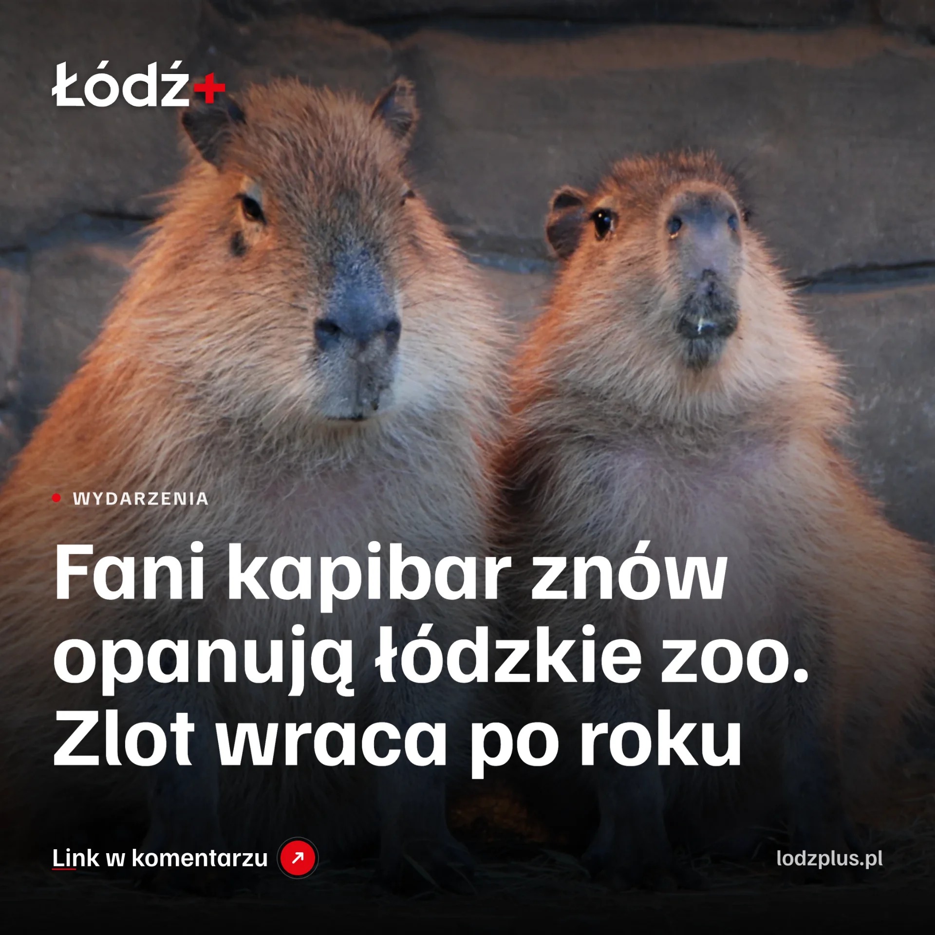 Fani kapibar znów opanują łódzkie zoo. Zlot wraca po roku episode artwork