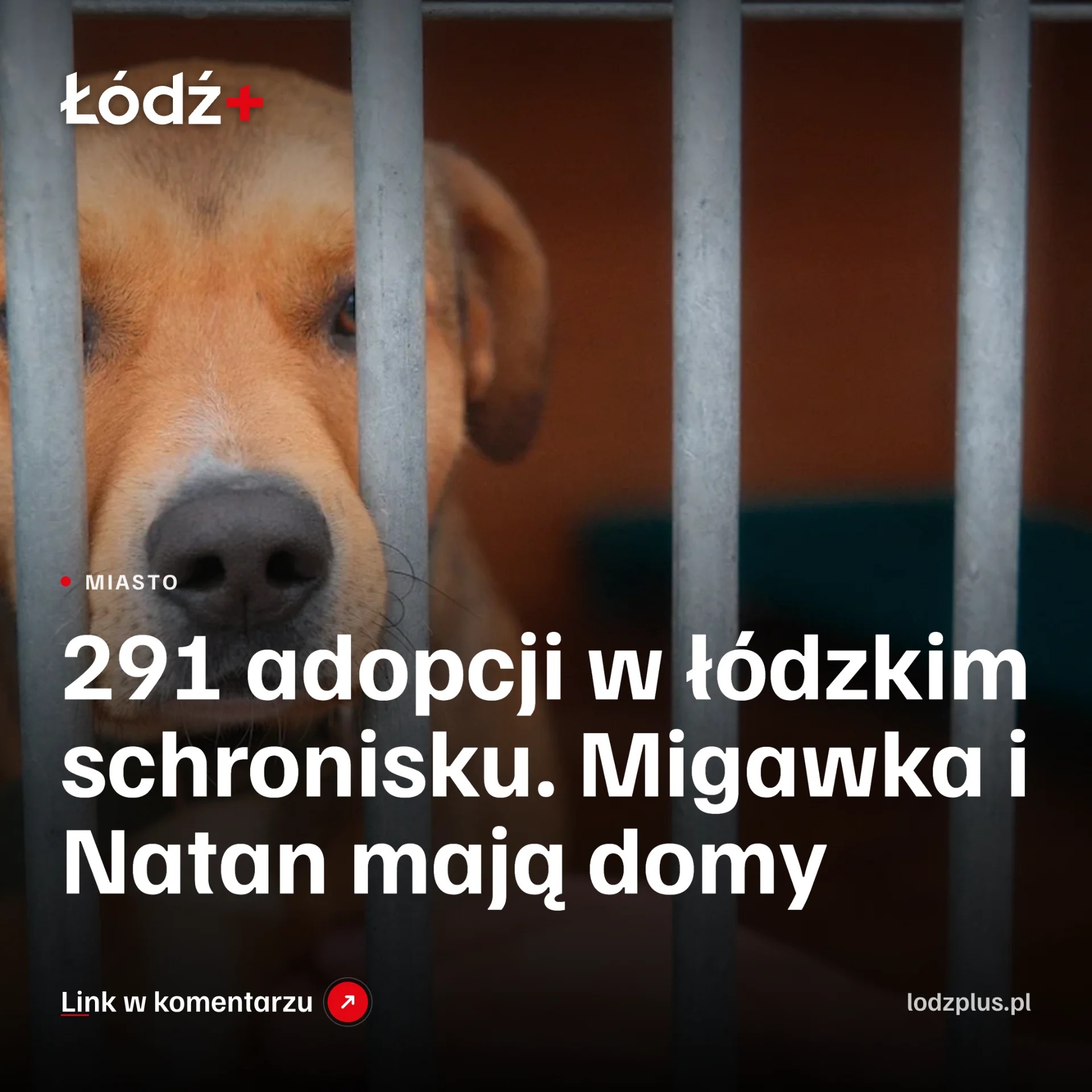 291 adopcji w łódzkim schronisku. Migawka i Natan mają domy episode artwork