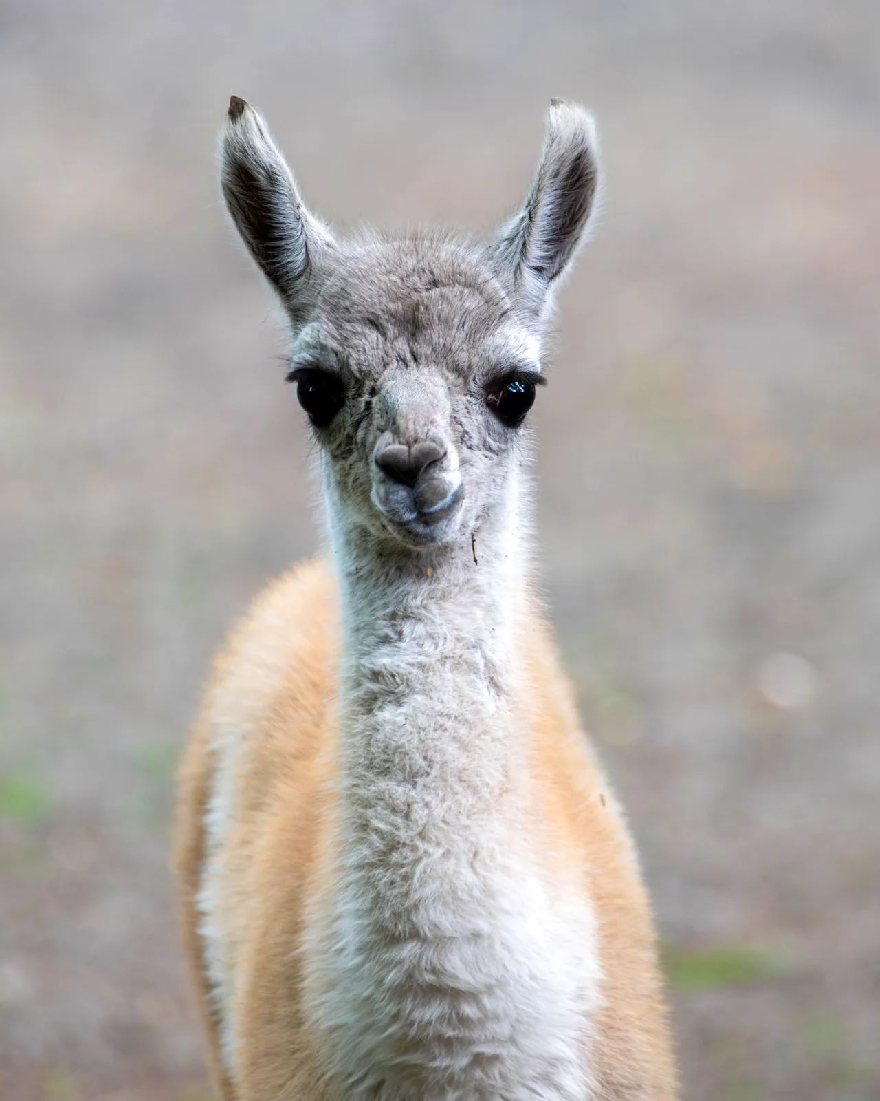 Orientarium ZOO Łódź przedstawia najmłodszych mieszkańców – zdjęcie 1