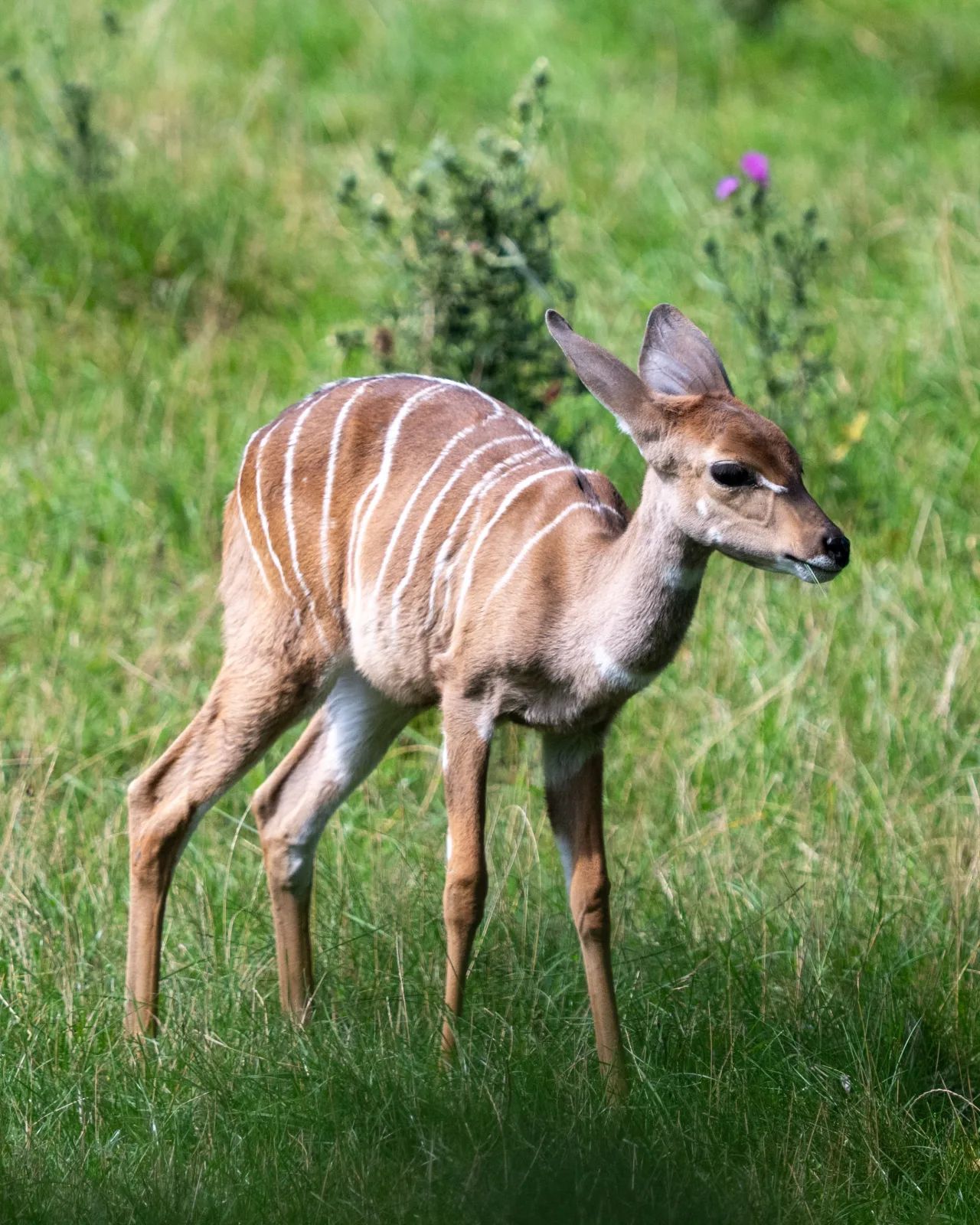 Orientarium ZOO Łódź przedstawia najmłodszych mieszkańców – zdjęcie 2