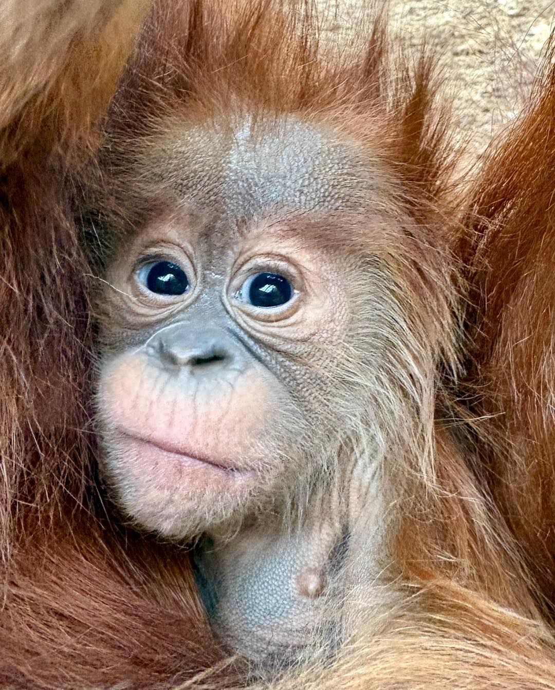 Orientarium ZOO Łódź przedstawia najmłodszych mieszkańców – zdjęcie 4