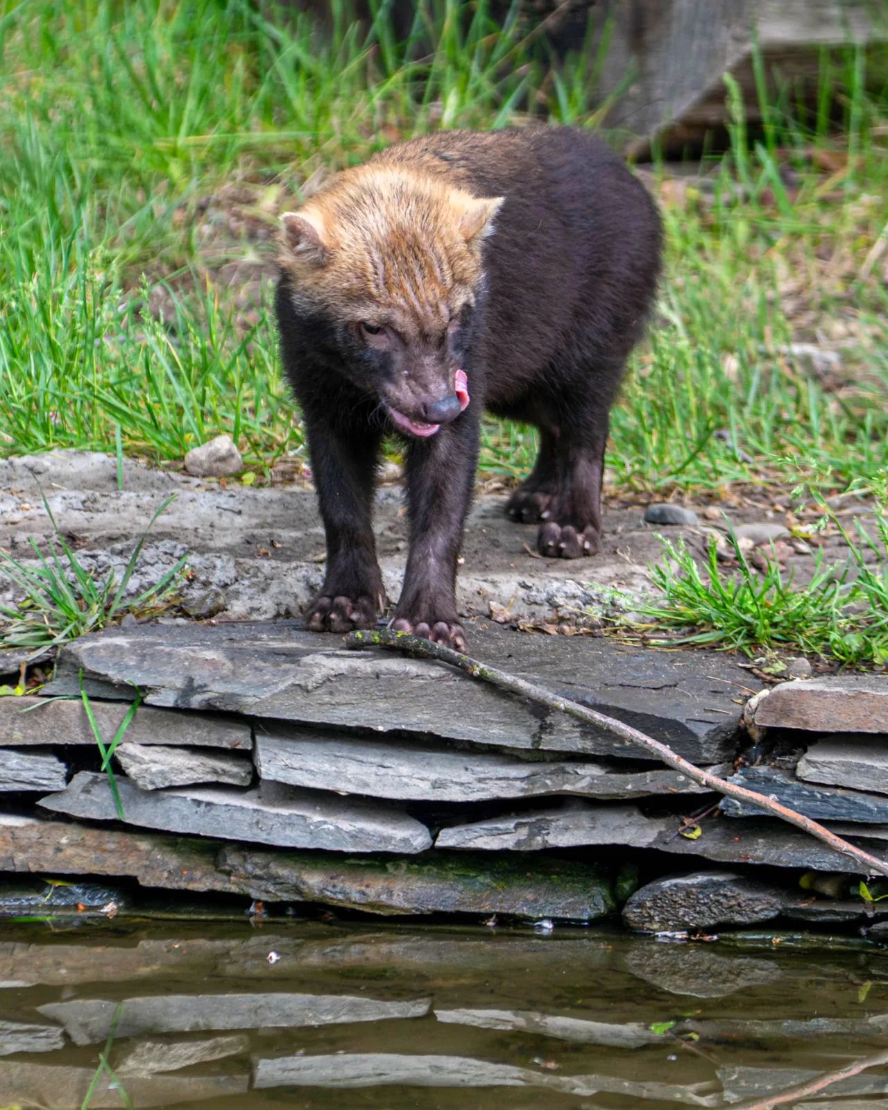 Orientarium ZOO Łódź przedstawia najmłodszych mieszkańców – zdjęcie 5