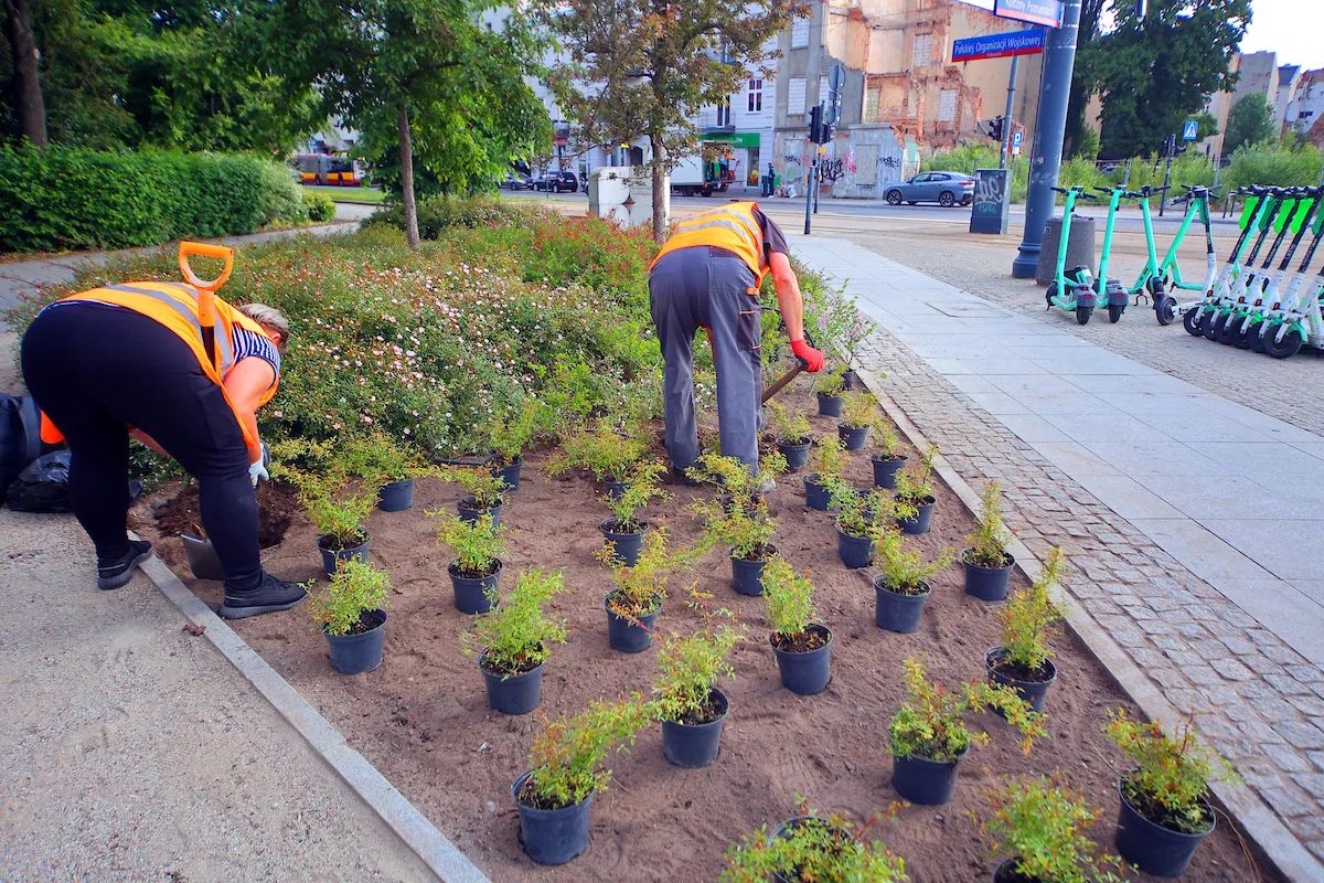 Park Moniuszki zakwitnie na nowo. Miasto sadzi 50 lilaków – zdjęcie 2