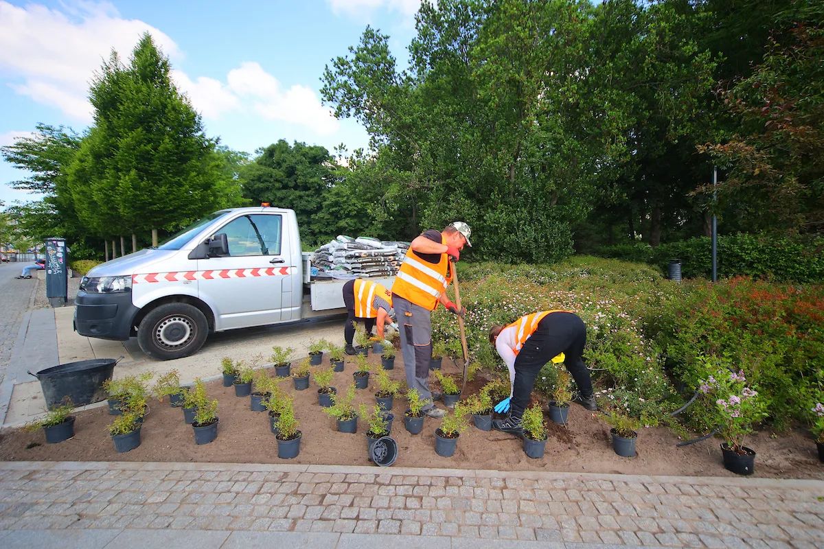 Park Moniuszki zakwitnie na nowo. Miasto sadzi 50 lilaków – zdjęcie 3