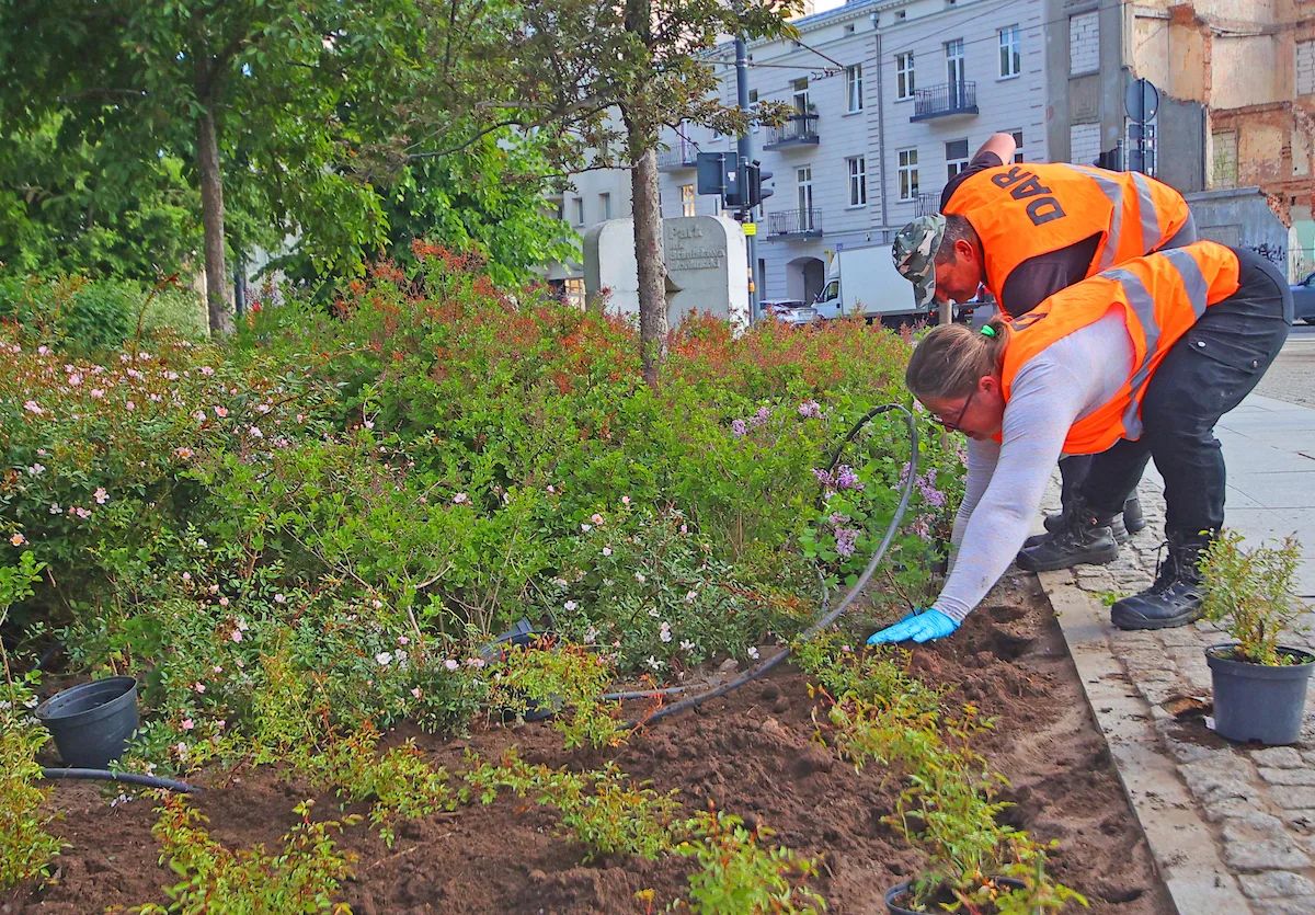 Park Moniuszki zakwitnie na nowo. Miasto sadzi 50 lilaków – zdjęcie 6
