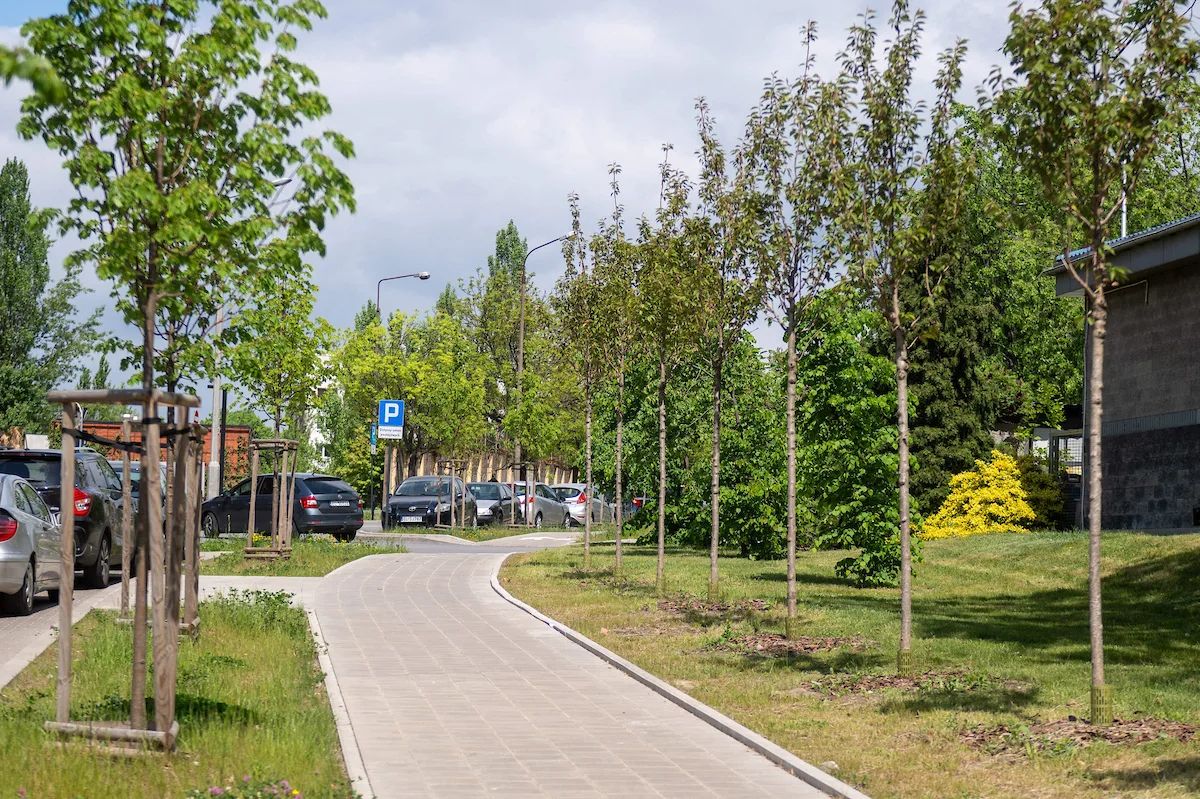 Łódź sadzi drzewa po remontach. Lista ulic jest długa – zdjęcie 1