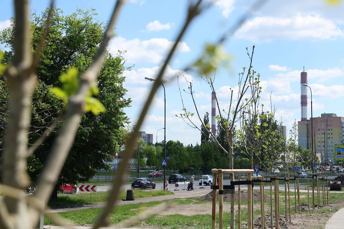 Łódź sadzi drzewa po remontach. Lista ulic jest długa – zdjęcie 6