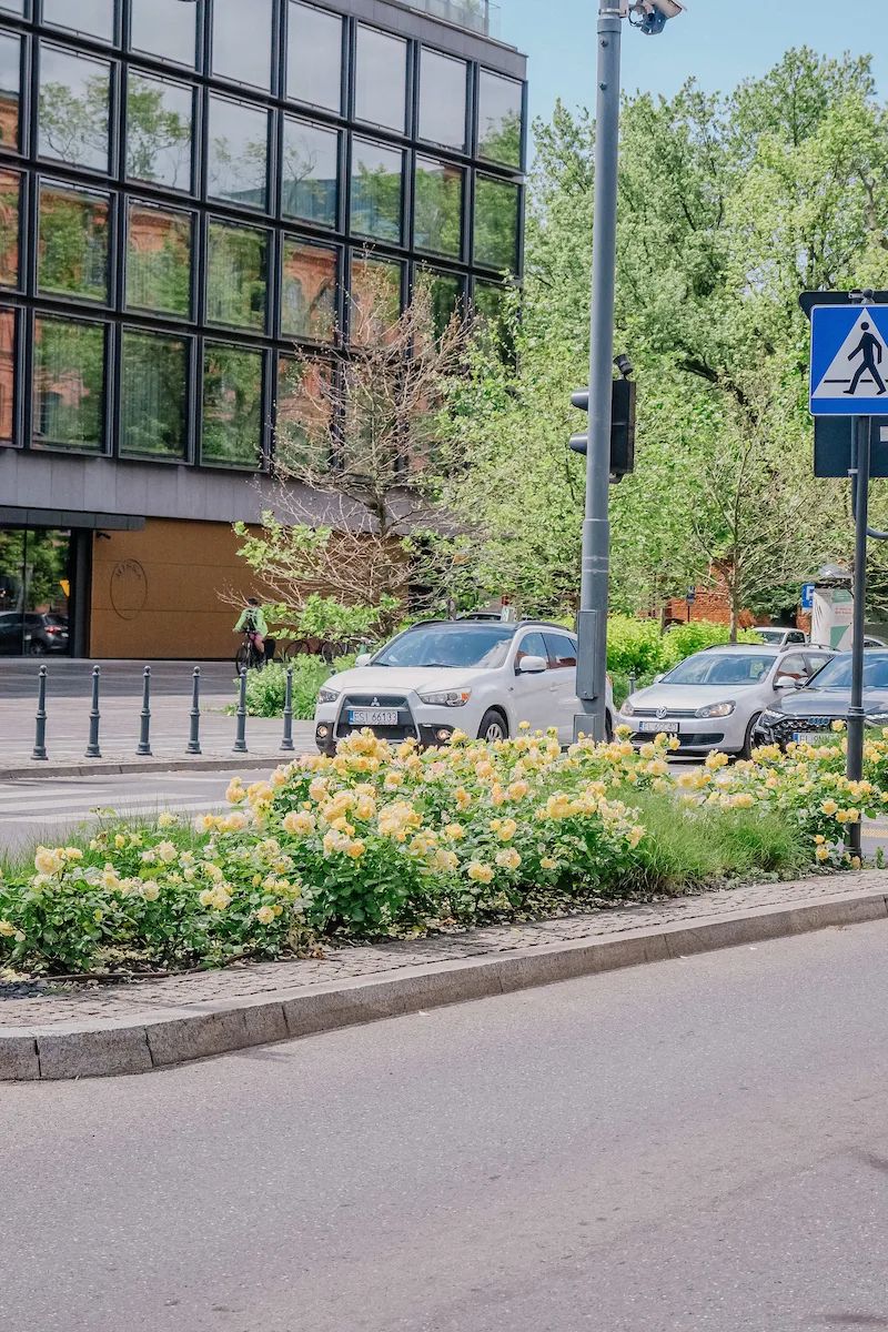 Róże rozkwitły w Łodzi. Gdzie warto pójść na spacer? – zdjęcie 1