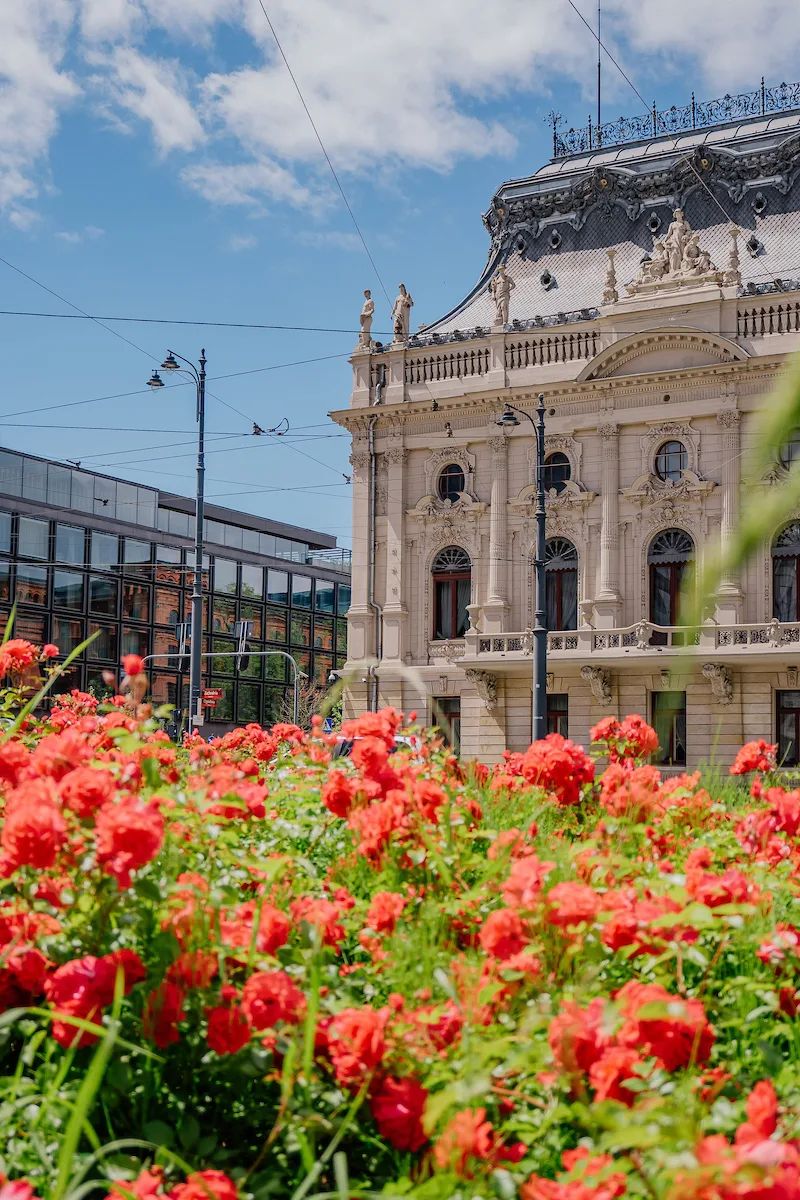 Róże rozkwitły w Łodzi. Gdzie warto pójść na spacer? – zdjęcie 4