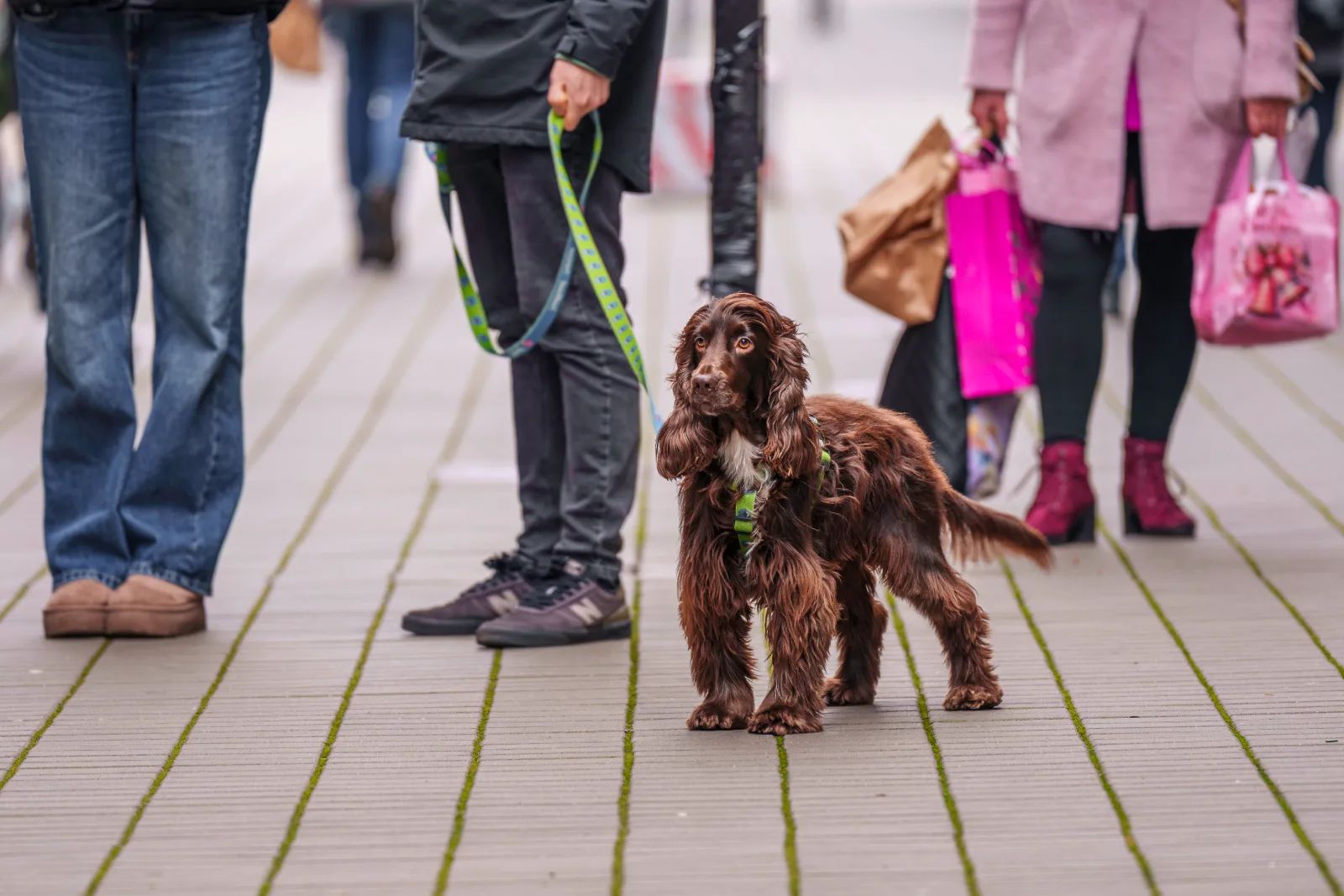Piknik Zwierzaków w Fuzji. Adopcje, psie spa i targ – zdjęcie 1