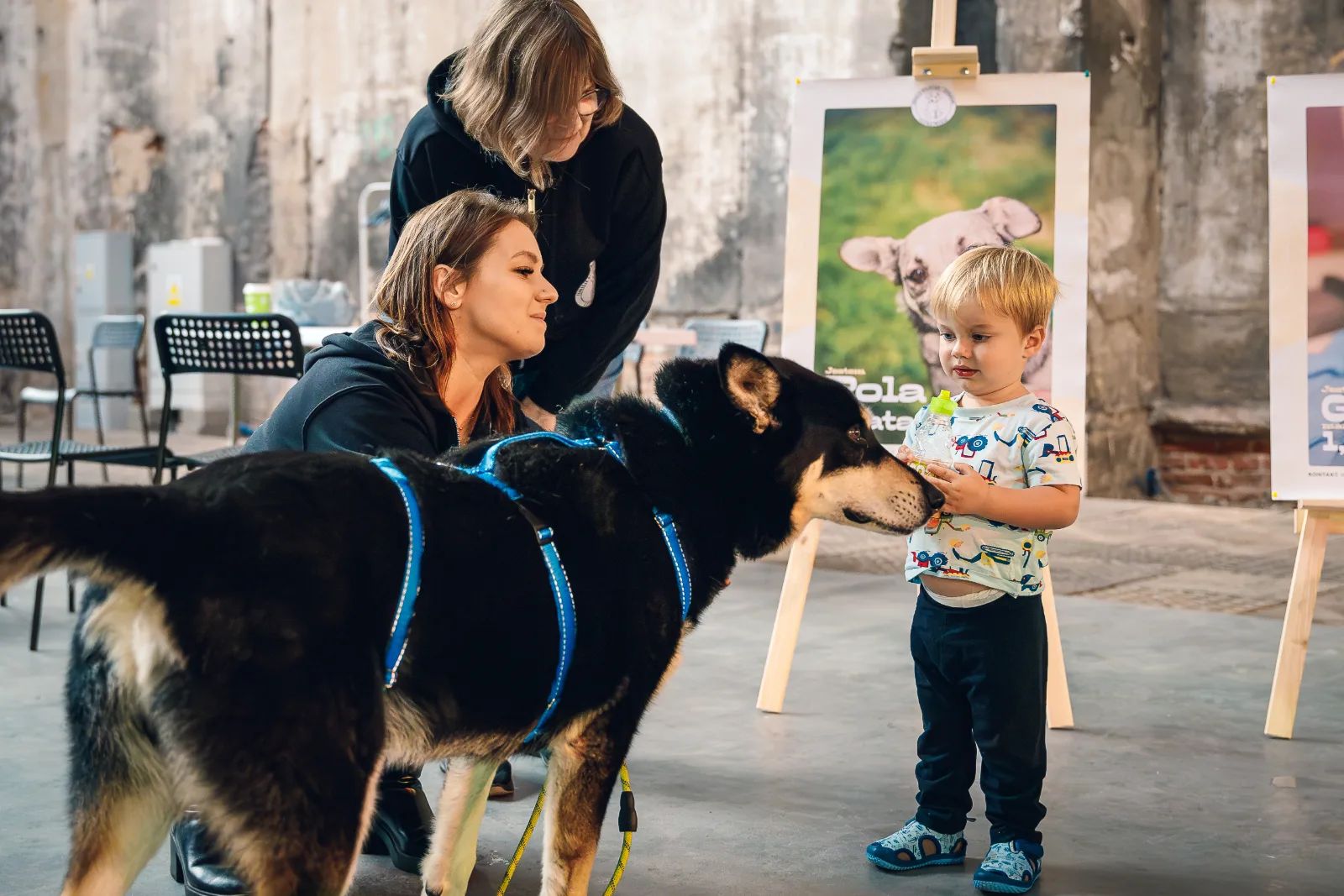 Piknik Zwierzaków w Fuzji. Adopcje, psie spa i targ – zdjęcie 4