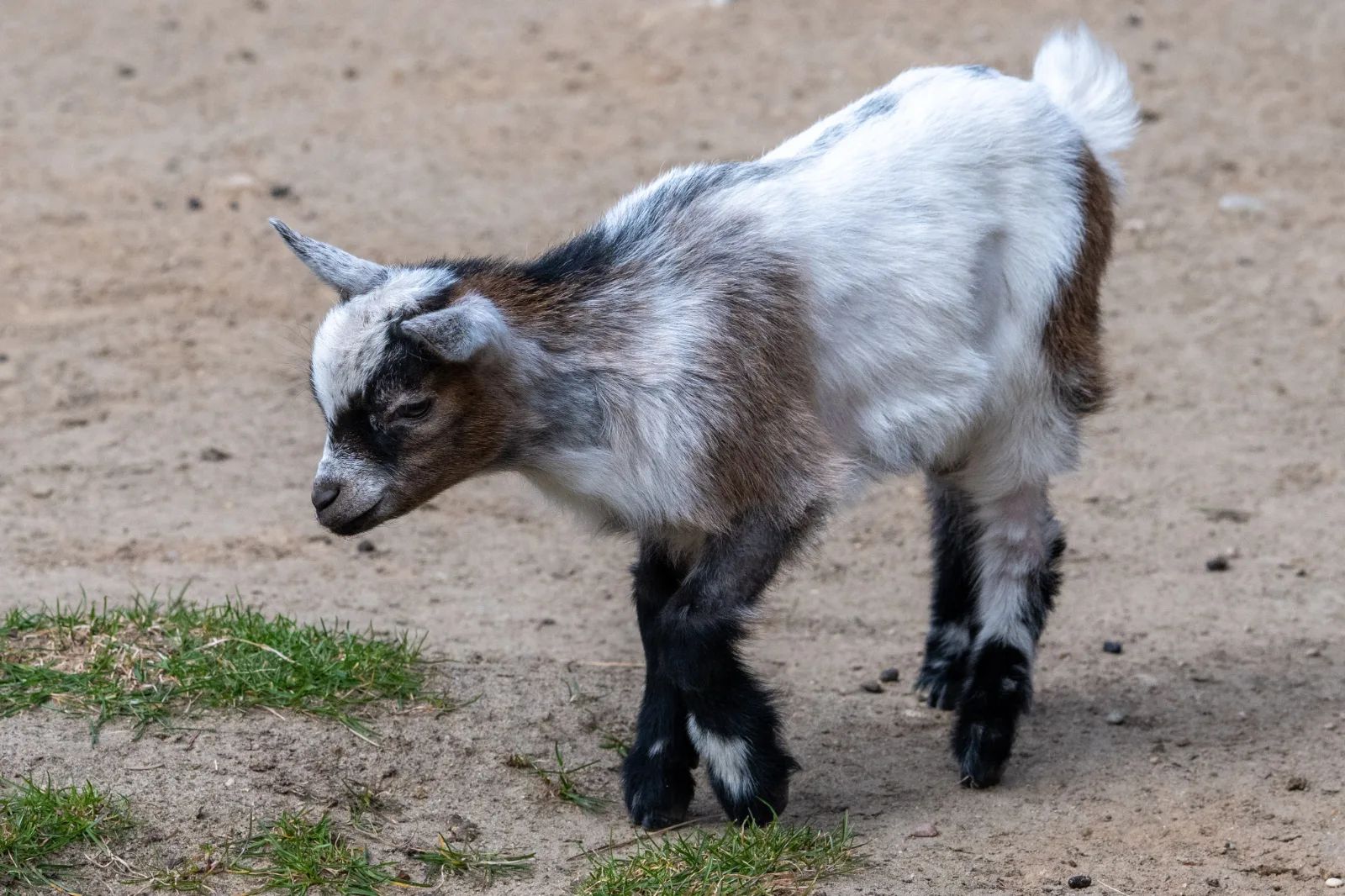 Kozy, owce i kucyk Czesia. Mini zoo w Łodzi ma nowych lokatorów – zdjęcie 1