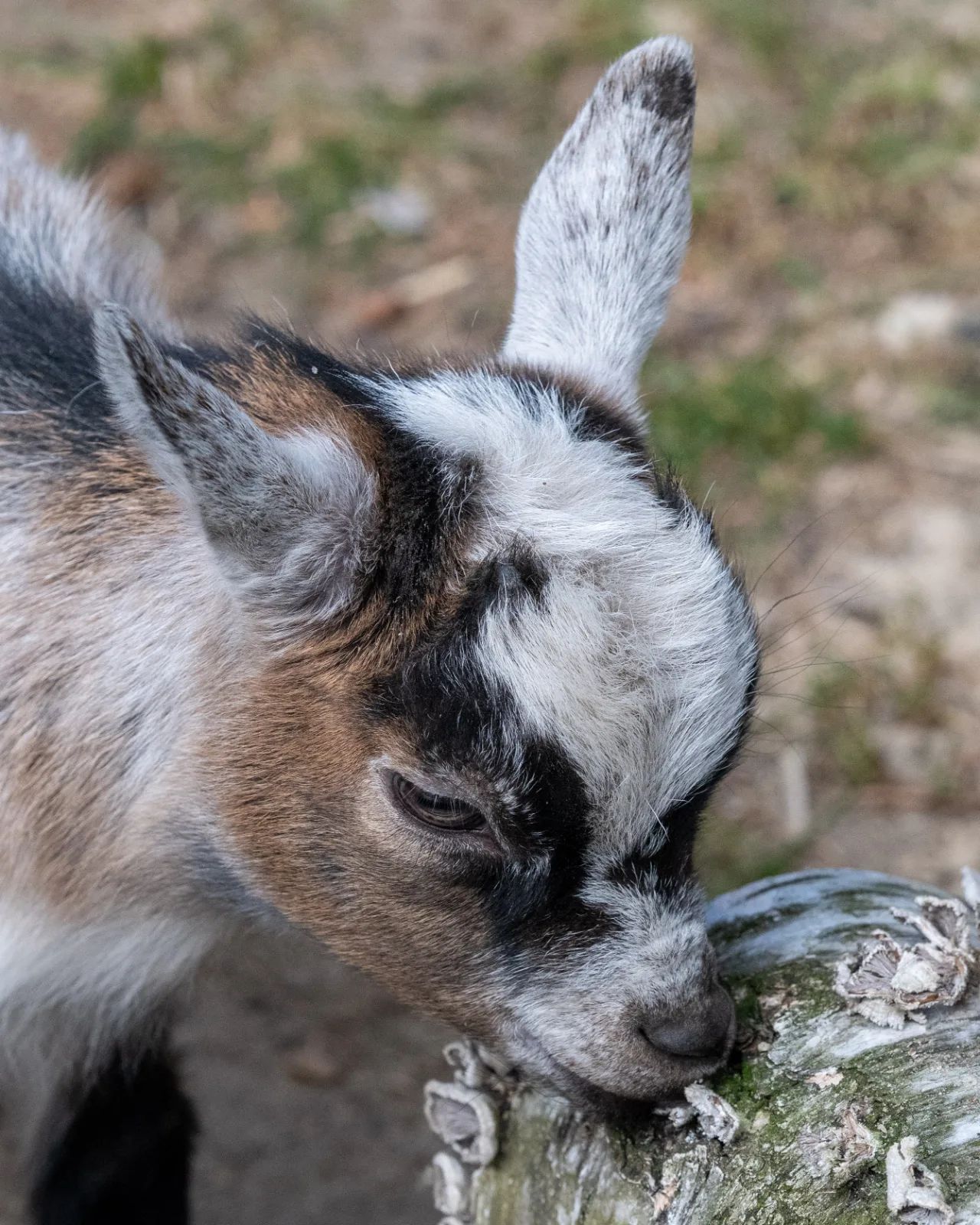 Kozy, owce i kucyk Czesia. Mini zoo w Łodzi ma nowych lokatorów – zdjęcie 2