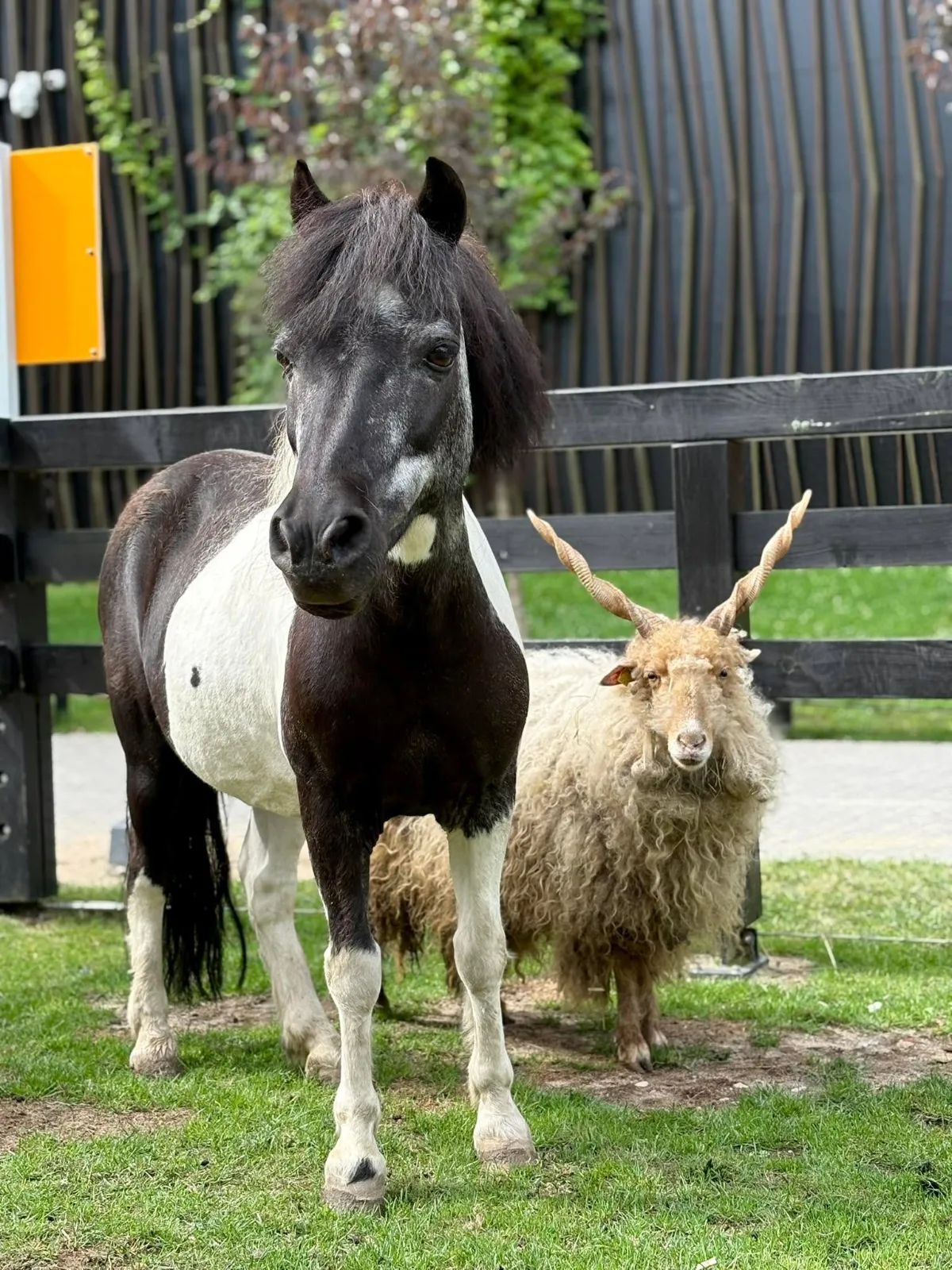 Kozy, owce i kucyk Czesia. Mini zoo w Łodzi ma nowych lokatorów – zdjęcie 3