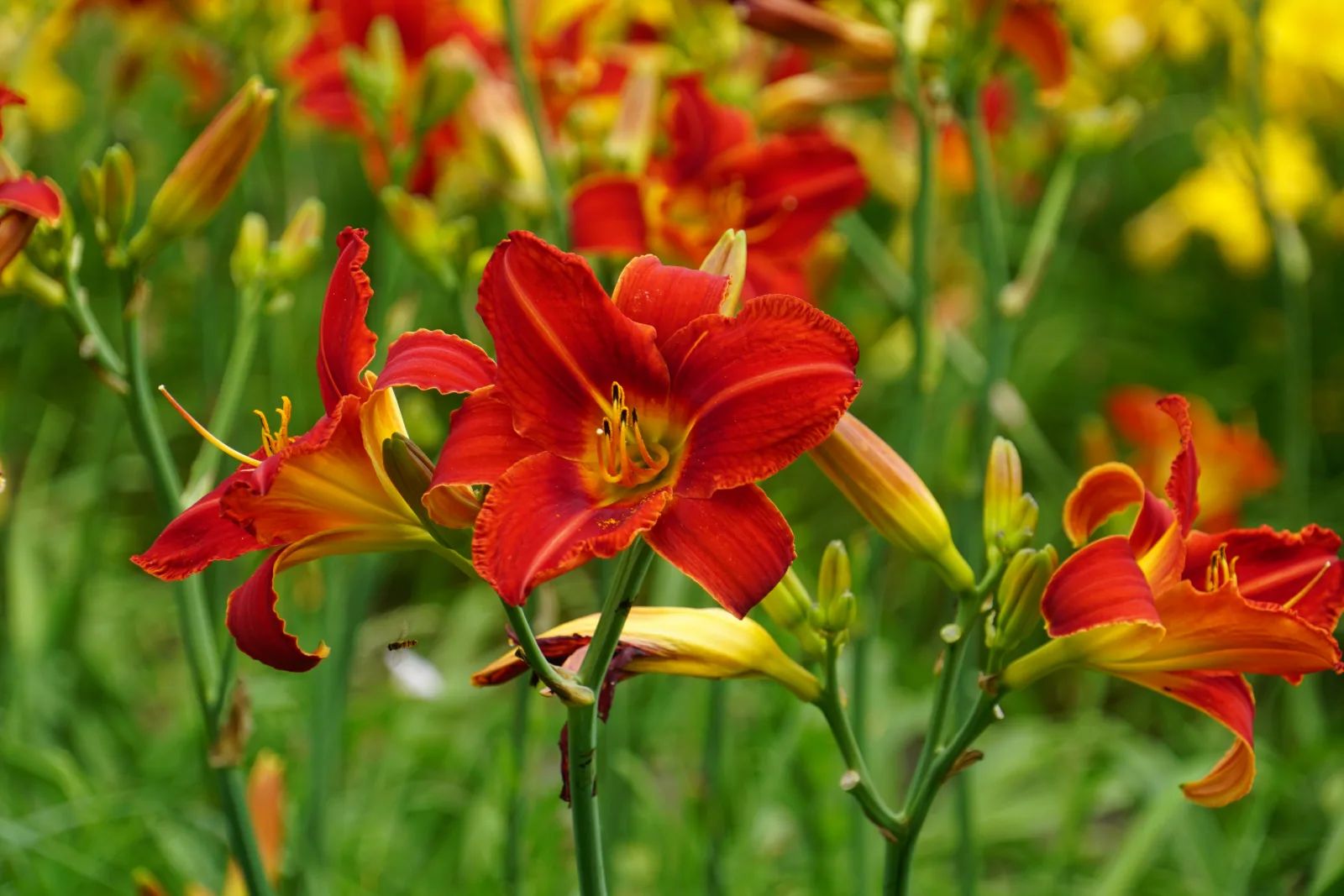 Ogród Botaniczny tonie w kwiatach. Zakwitło 16 tysięcy liliowców – zdjęcie 3