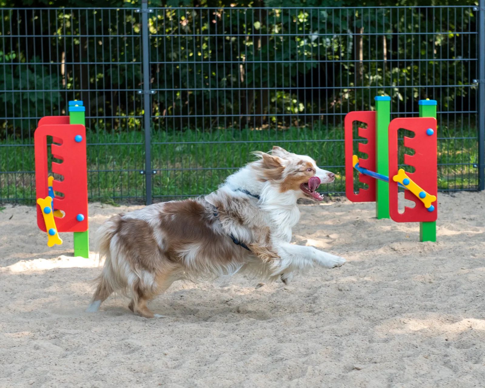 Psi raj na Chojnach? Powstanie ŁaPark z dwiema strefami – zdjęcie 2