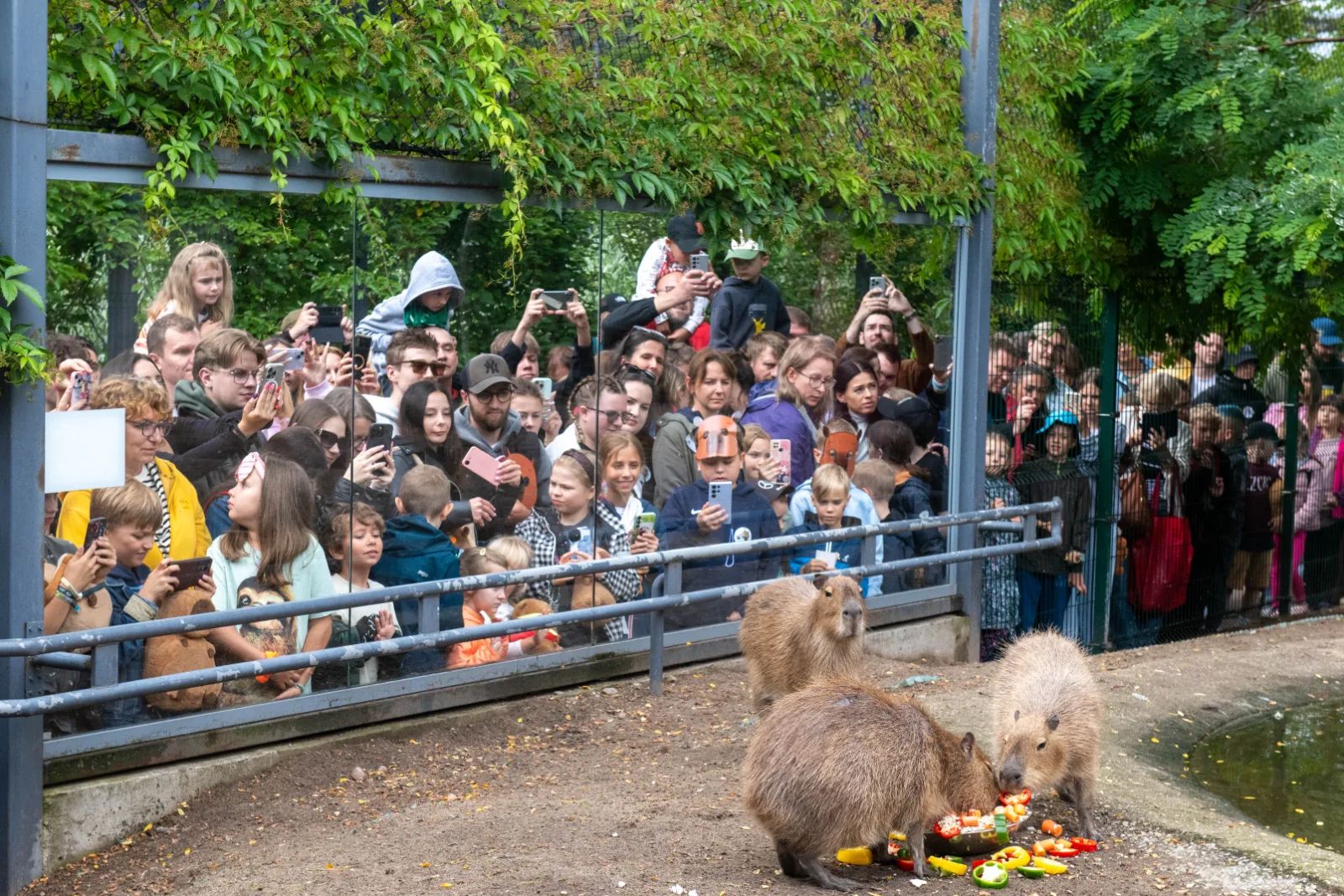 Fani kapibar znów opanują łódzkie zoo. Zlot wraca po roku – zdjęcie 2