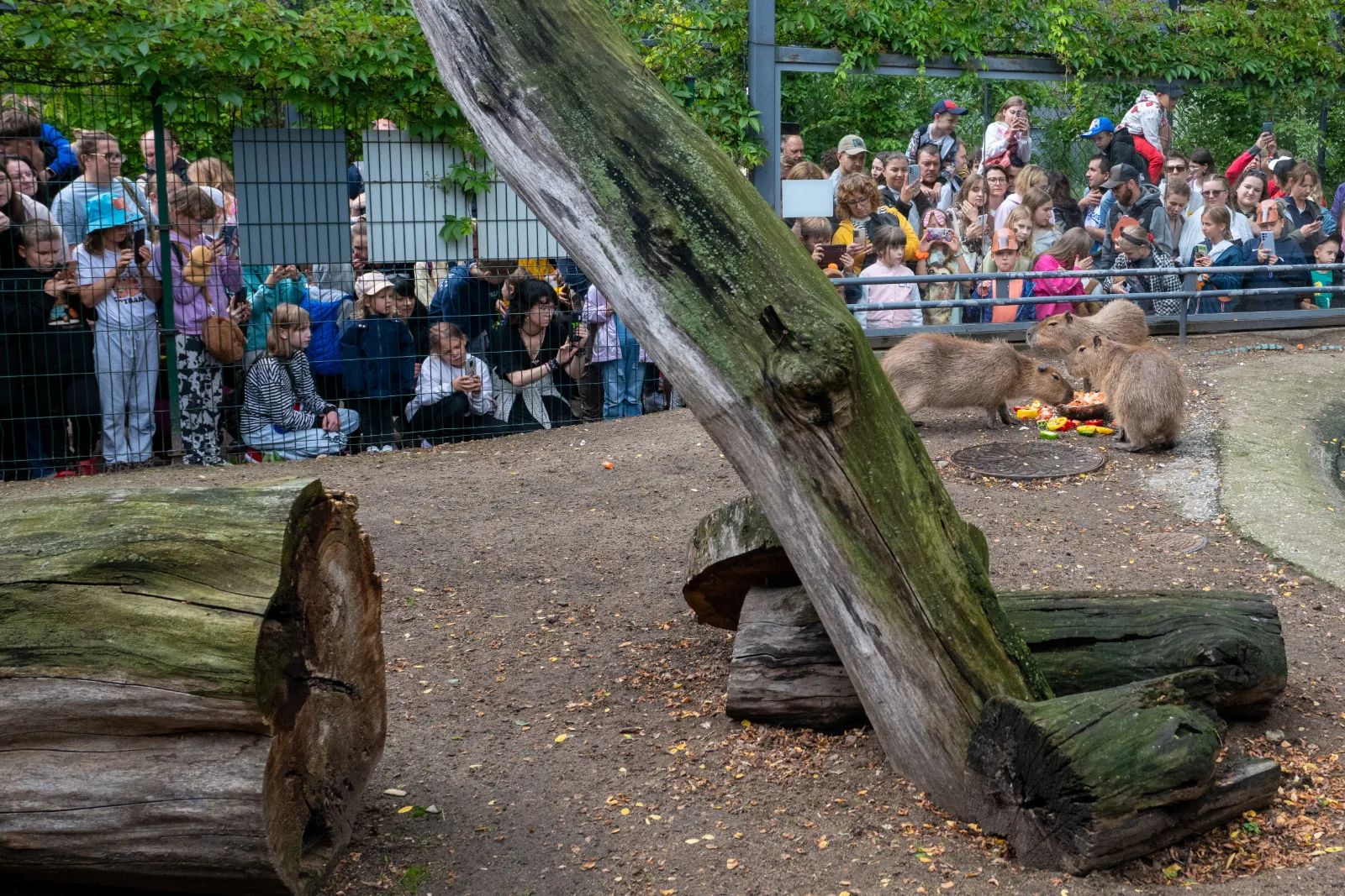 Fani kapibar znów opanują łódzkie zoo. Zlot wraca po roku – zdjęcie 3