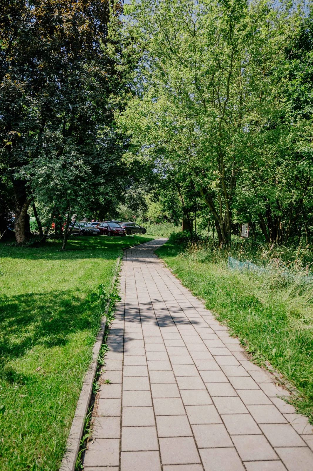 Zielona rewolucja w Parku Puchalskiego. 1500 nowych roślin – zdjęcie 4