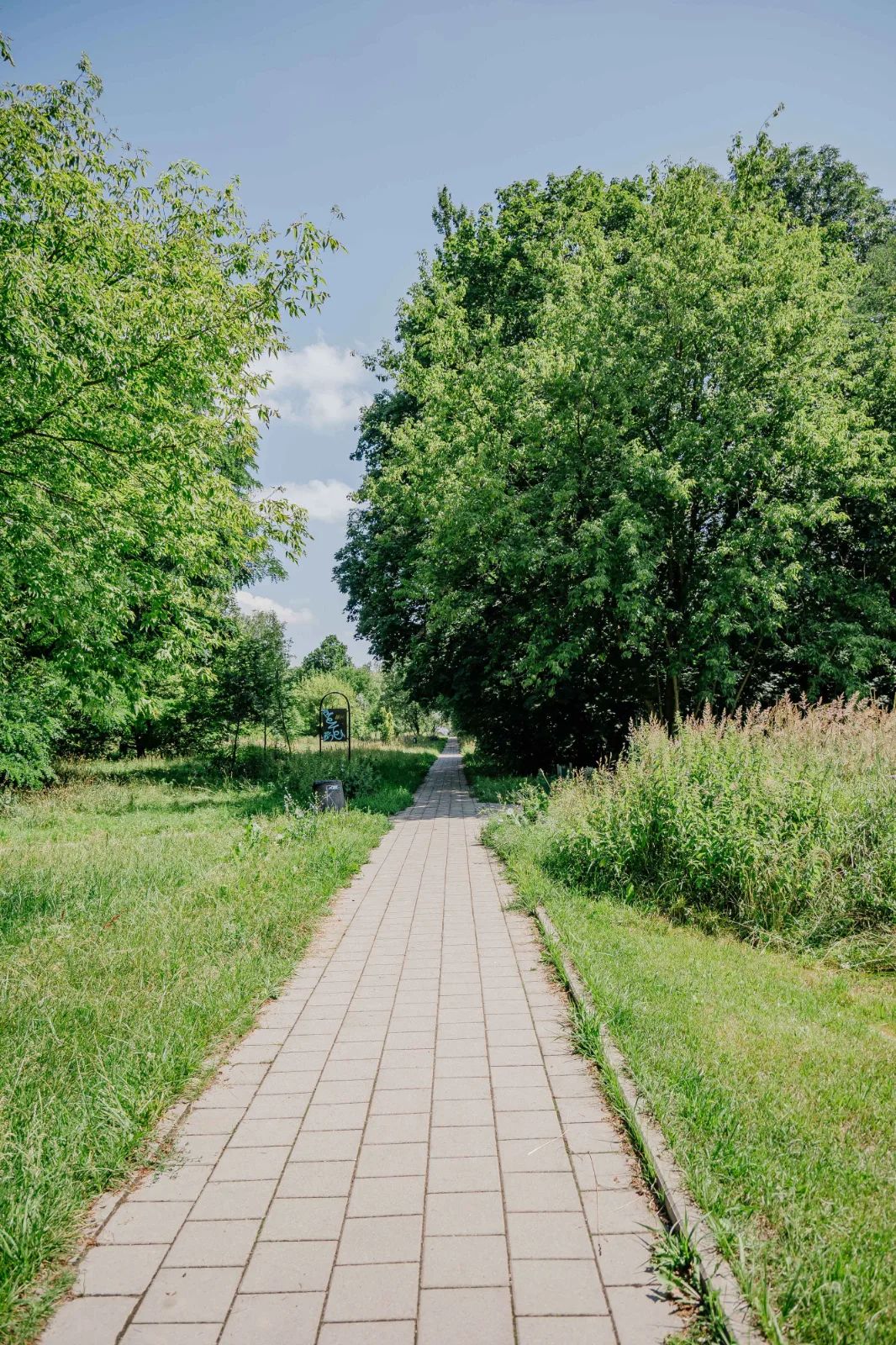 Zielona rewolucja w Parku Puchalskiego. 1500 nowych roślin – zdjęcie 5