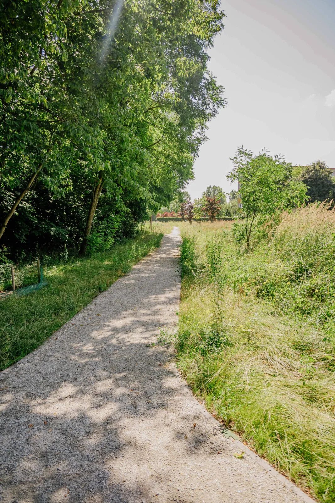 Zielona rewolucja w Parku Puchalskiego. 1500 nowych roślin – zdjęcie 6