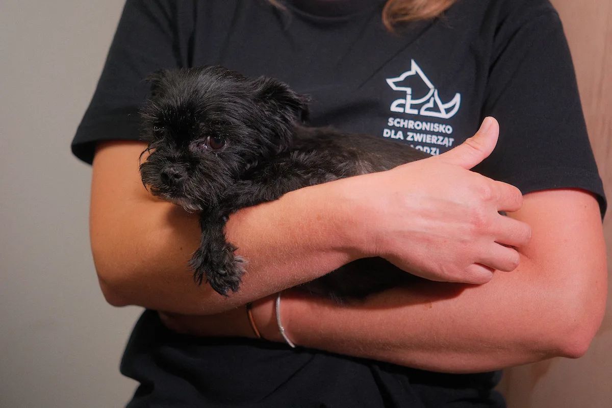 291 adopcji w łódzkim schronisku. Migawka i Natan mają domy – zdjęcie 6
