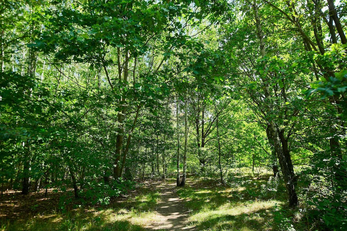 Park Podchorążych rośnie. Kolejne hektary pod ochroną – zdjęcie 3