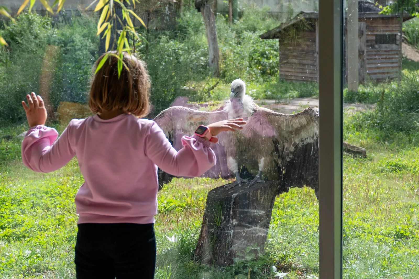 Sępy mają swój dzień w Łodzi. Orientarium zaprasza w sobotę – zdjęcie 1