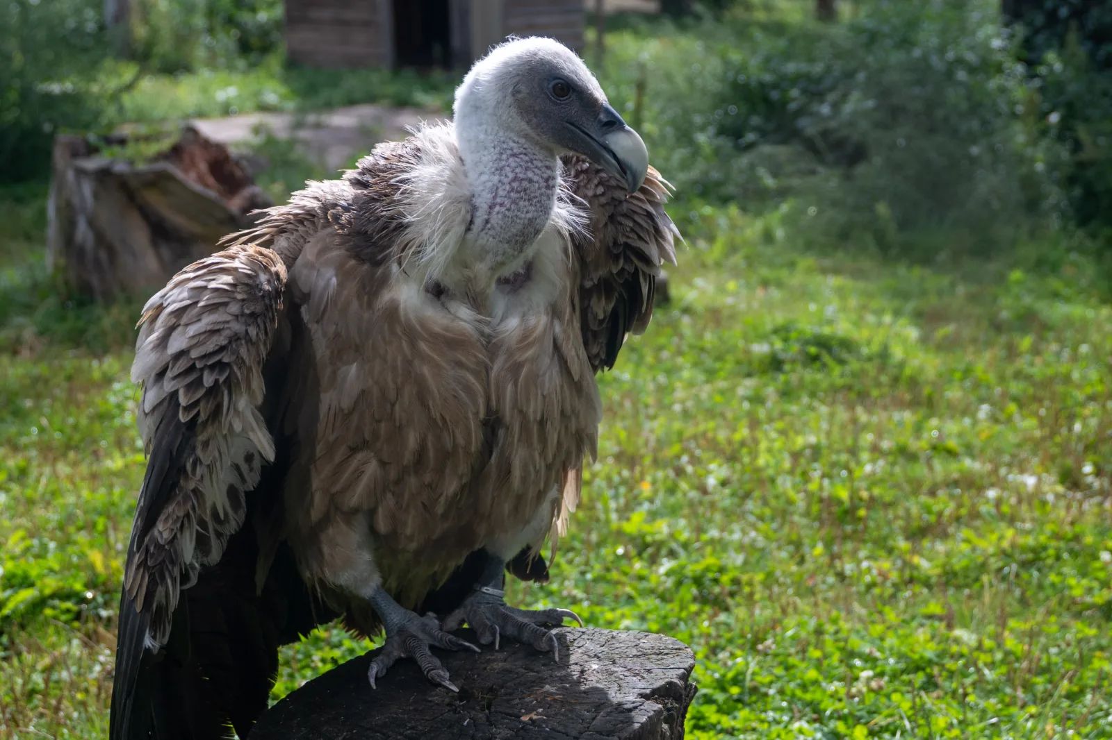 Sępy mają swój dzień w Łodzi. Orientarium zaprasza w sobotę – zdjęcie 2