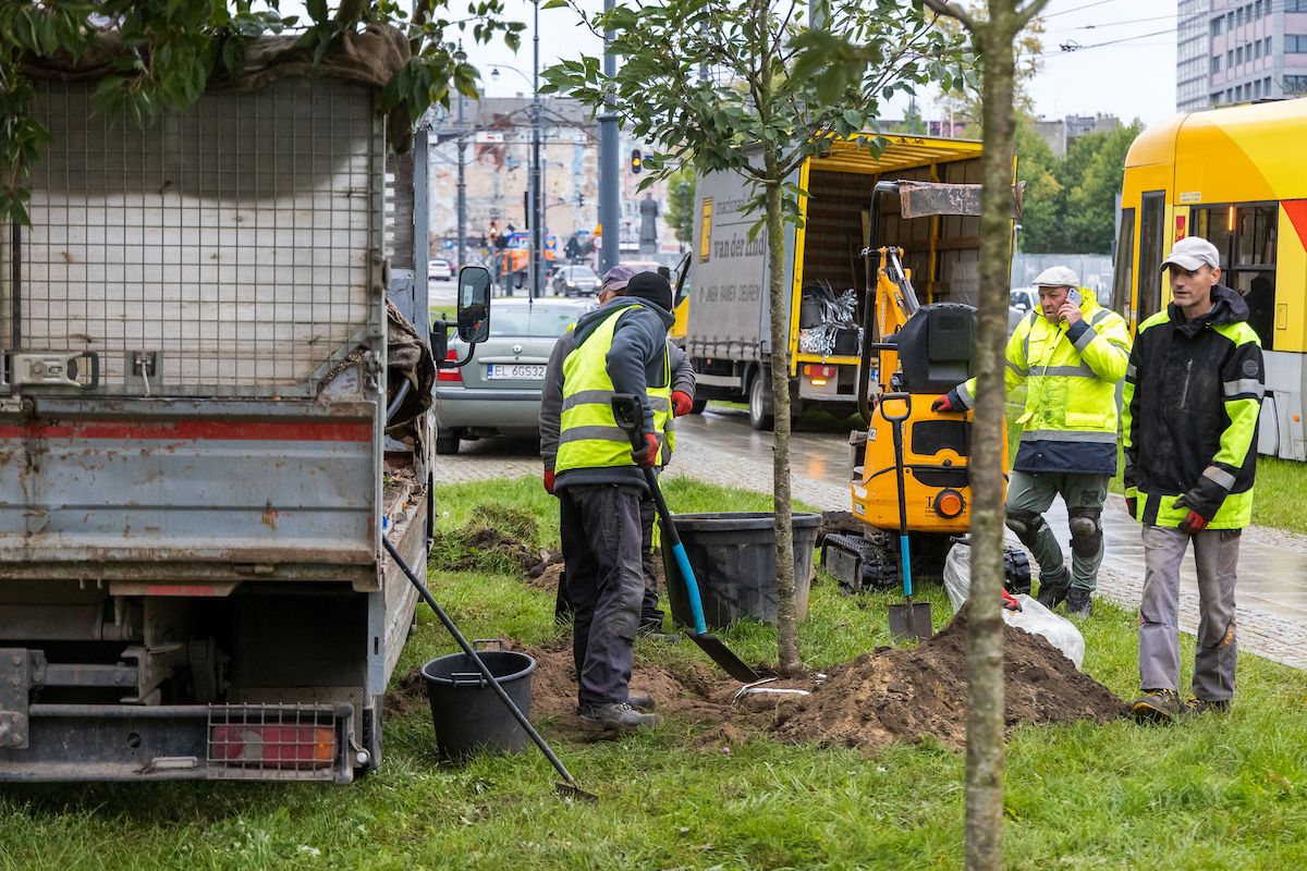144 nowe drzewa przy trzech ulicach Łodzi. Trwa jesienna akcja – zdjęcie 2