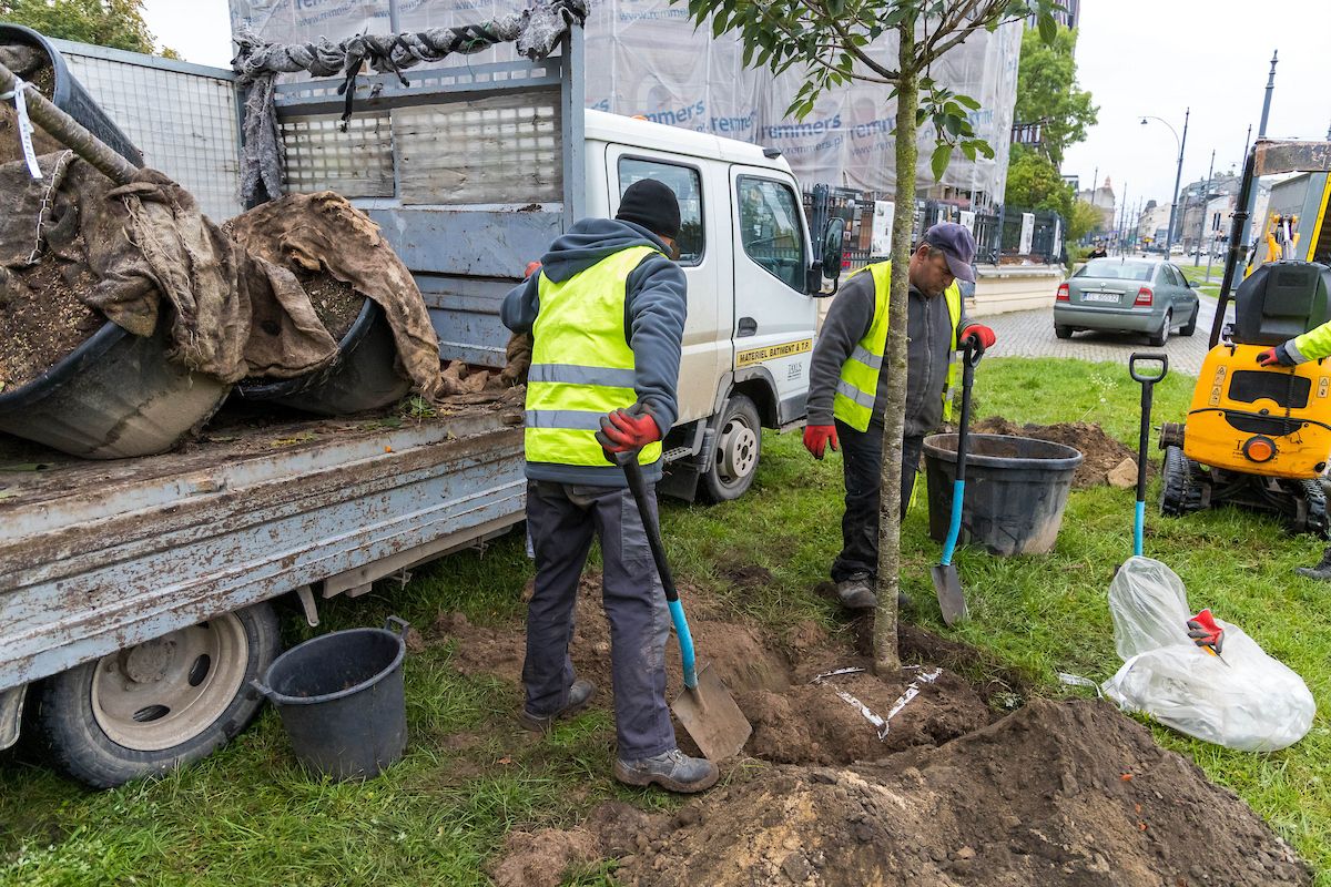 144 nowe drzewa przy trzech ulicach Łodzi. Trwa jesienna akcja – zdjęcie 3