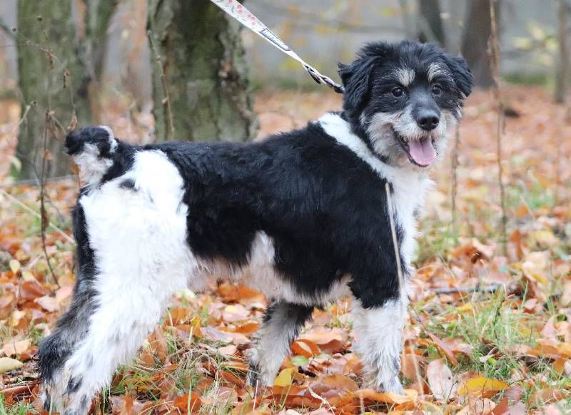 Dwa razy zawiedli go ludzie. Łaciaty znów szuka domu – zdjęcie 5