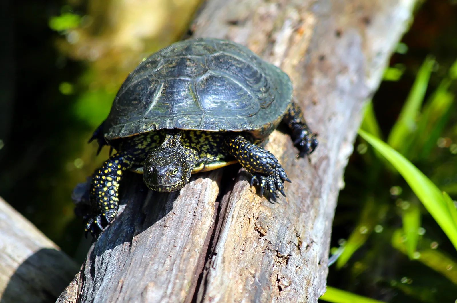 Międzynarodowy Dzień Zwierząt w Łodzi. ZOO szykuje detektywistyczne zadania – zdjęcie 2