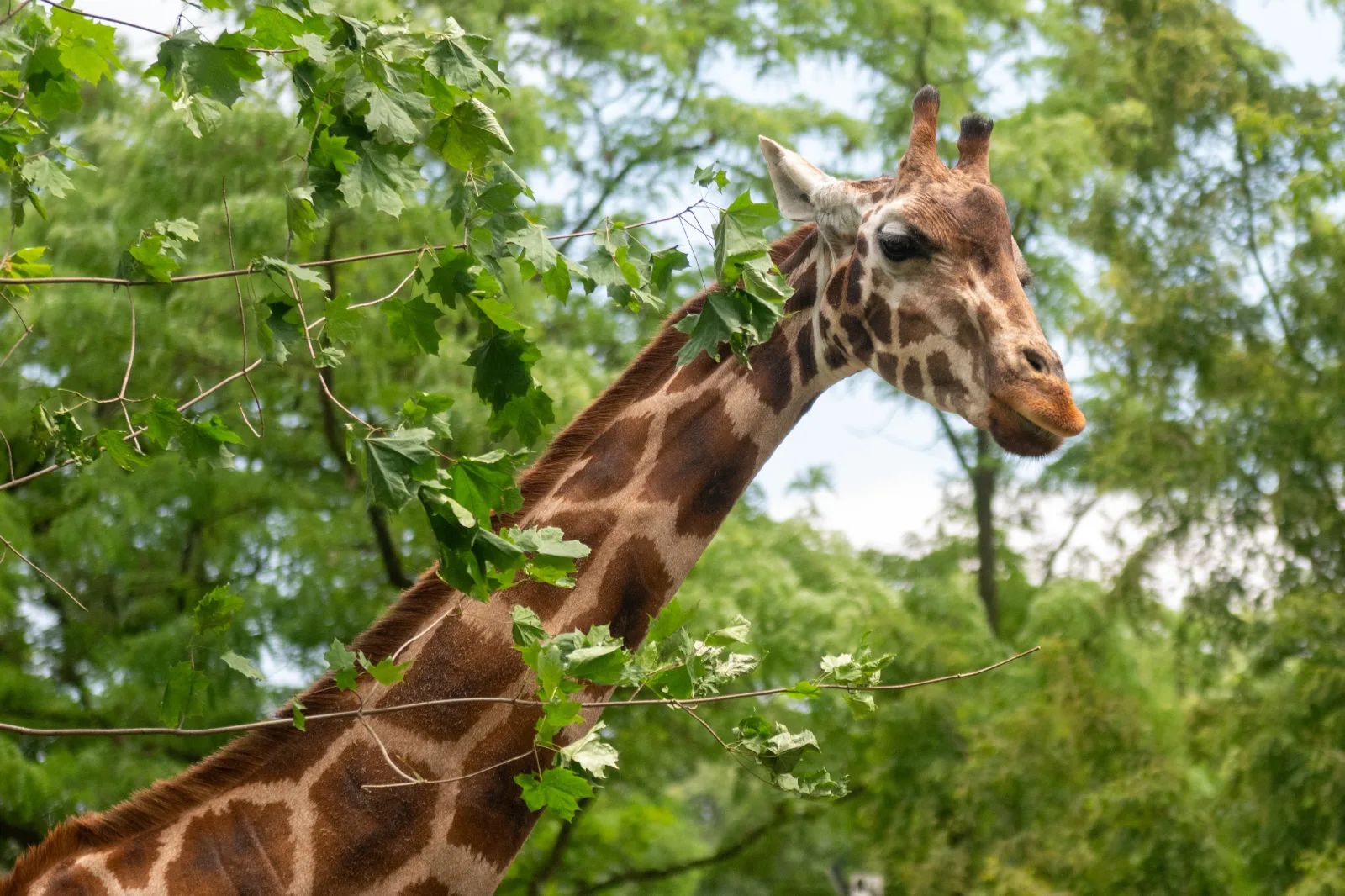 Międzynarodowy Dzień Zwierząt w Łodzi. ZOO szykuje detektywistyczne zadania – zdjęcie 3
