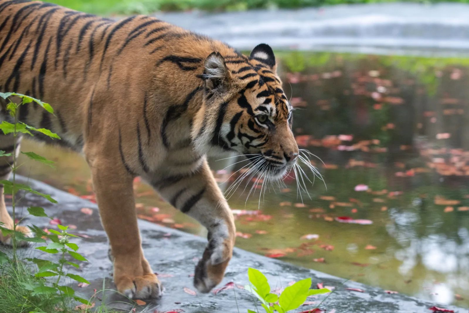 Międzynarodowy Dzień Zwierząt w Łodzi. ZOO szykuje detektywistyczne zadania – zdjęcie 1