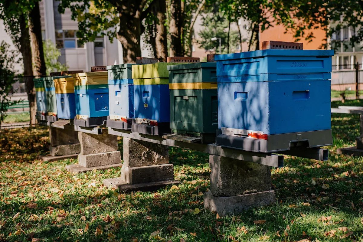 15 uli przy domu seniora w Łodzi. Miód trafi do kuchni – zdjęcie 3